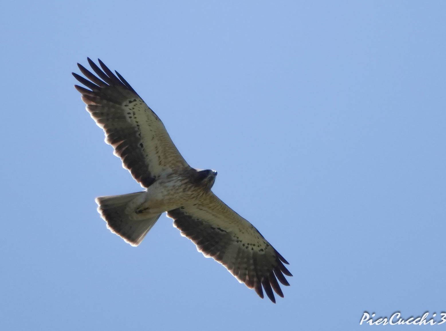 Aquila minore fase chiara - Tarifa (Spagna)