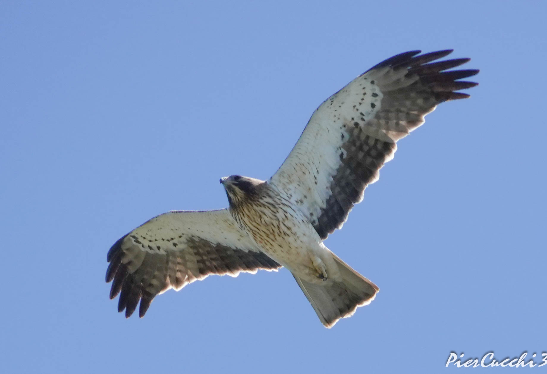 Aquila minore fase chiara - Tarifa (Spagna)