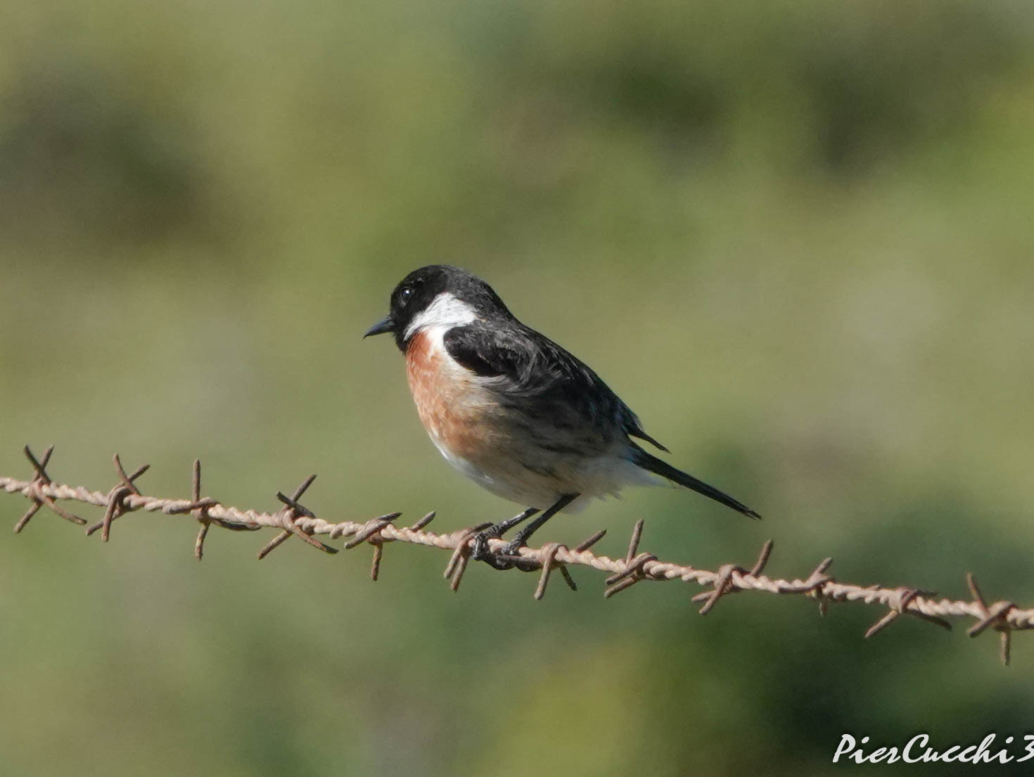 Saltimpalo - Coto Donana Parque Nacional