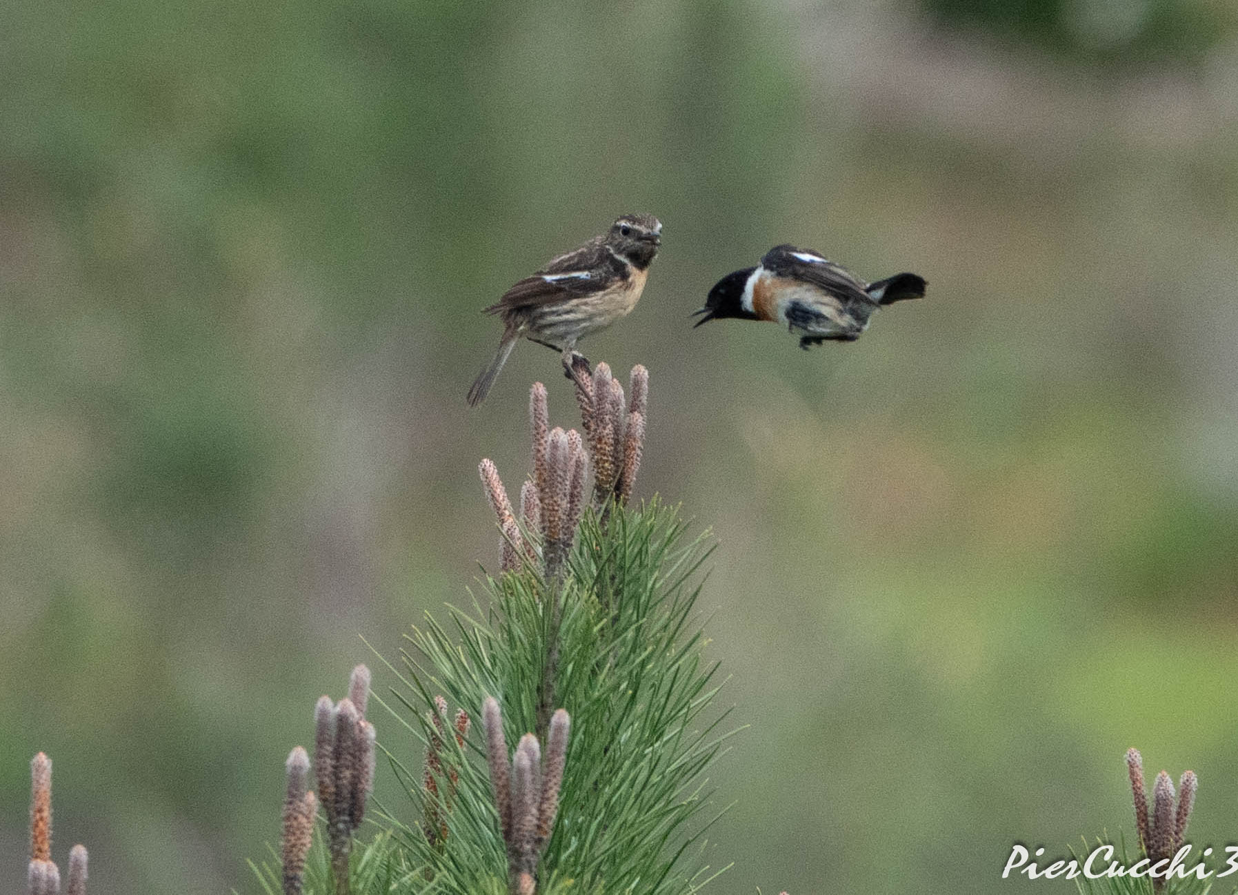 Saltimpalo - Coto Donana Parque Nacional