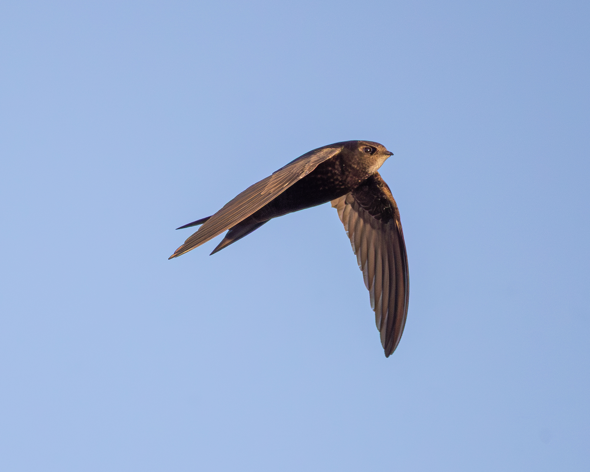 Common swift