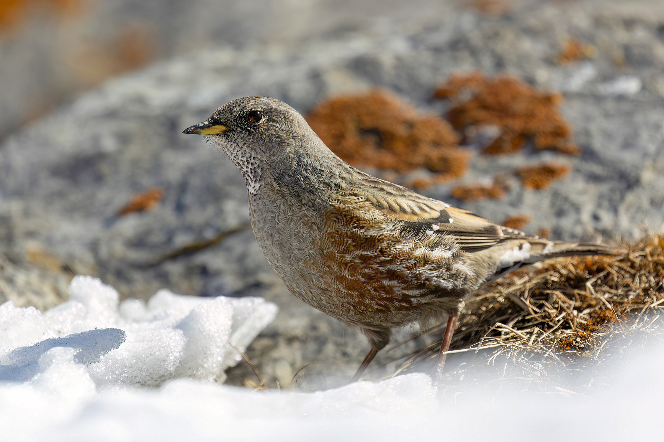 Alpine accentor