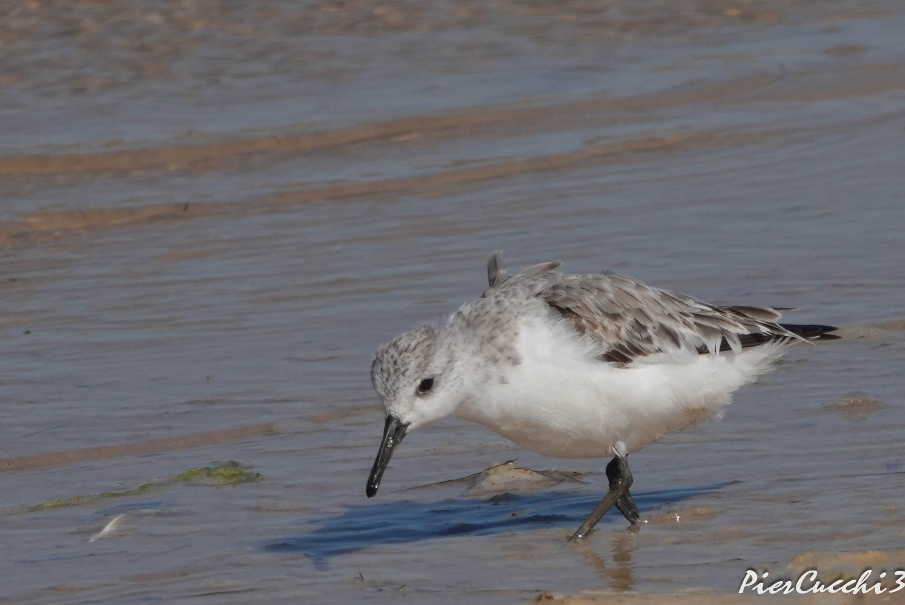 Fratino - Tarifa Playa de los Lances