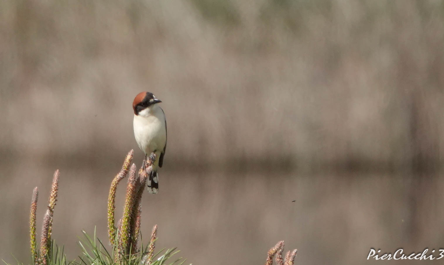 Averla capirossa - Parque nacional de Coto Donana