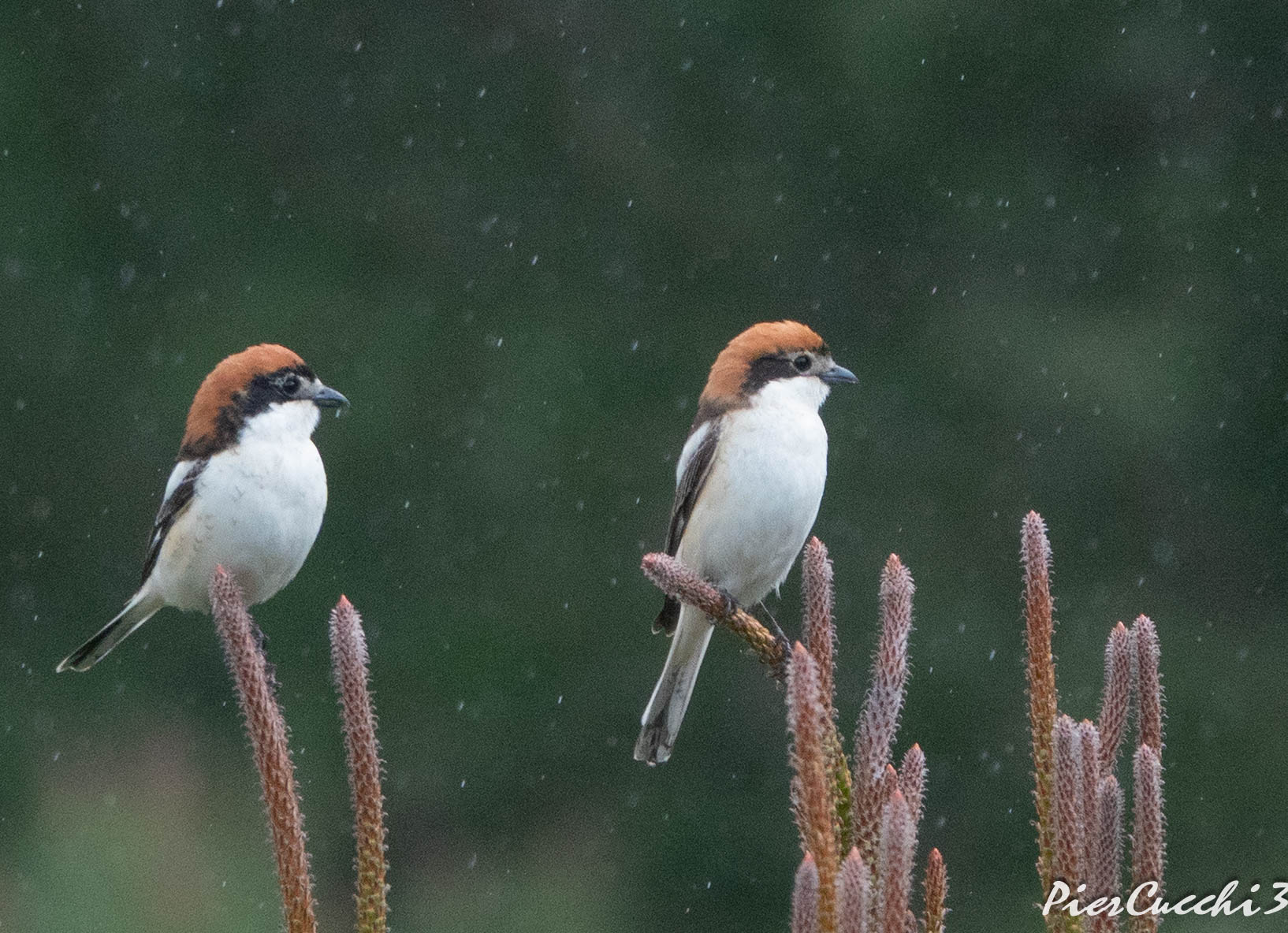Averla capirossa - Parque nacional de Coto Donana