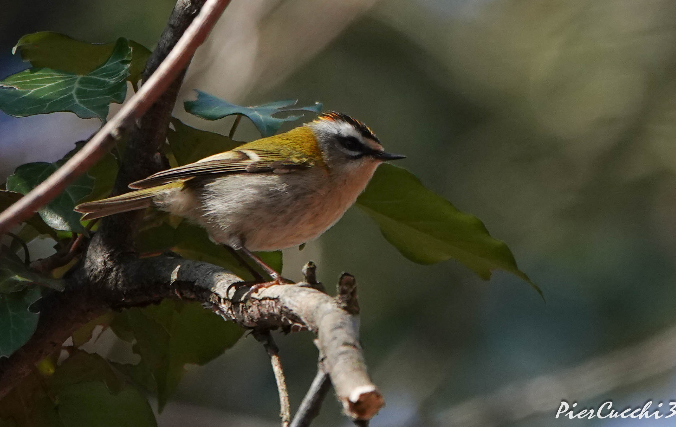 Fiorrancino - Prealpi Valsabbia