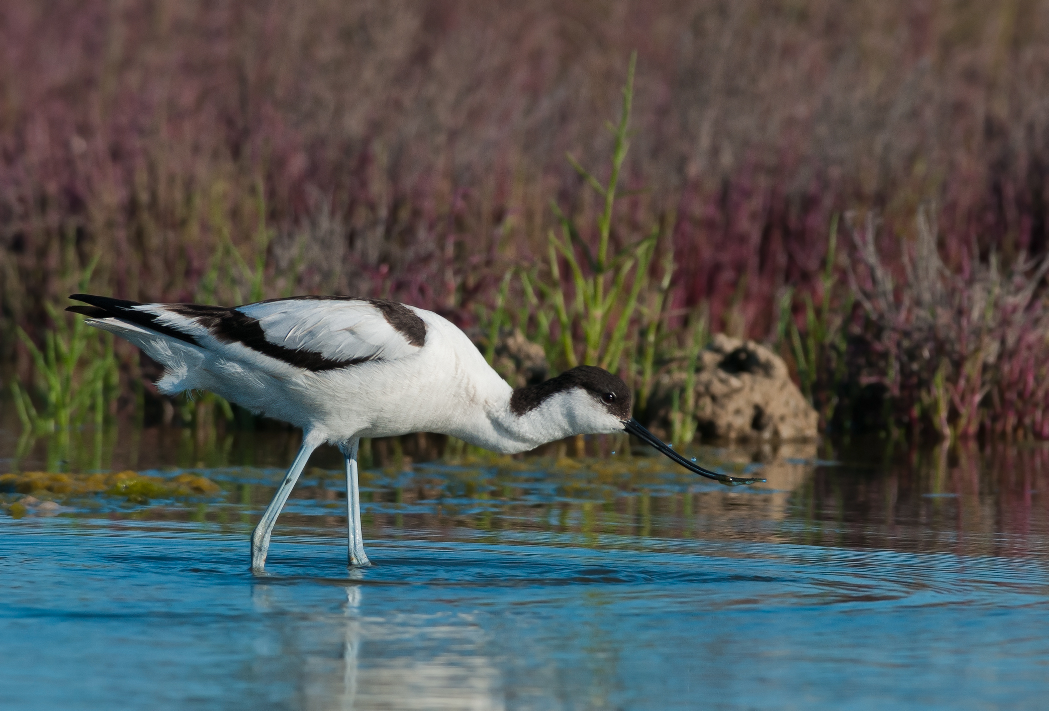Avocetta.