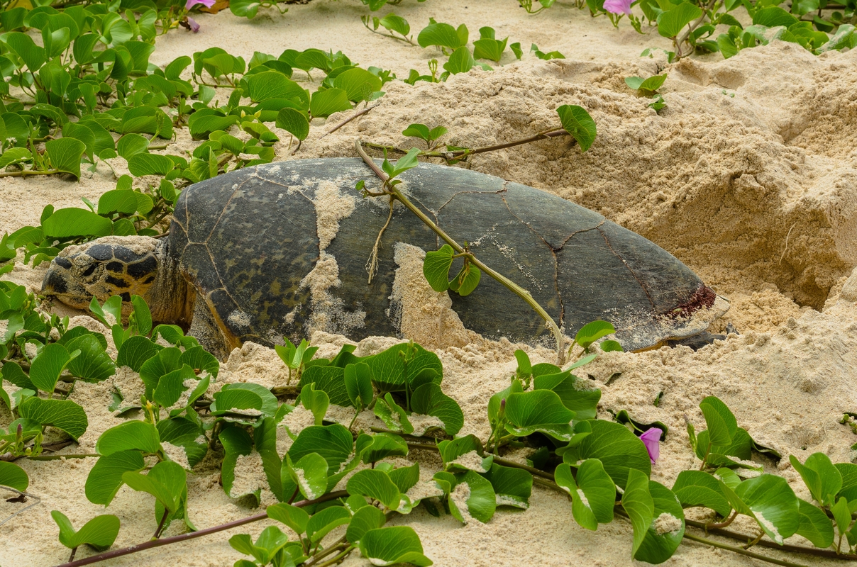 Seychelles - Turtle sea in the nest