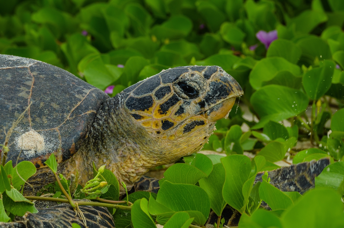 Seychelles - Turtle sea