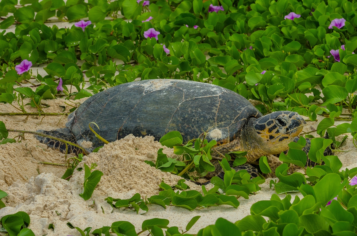 Seychelles - Turtle sea leaving nest