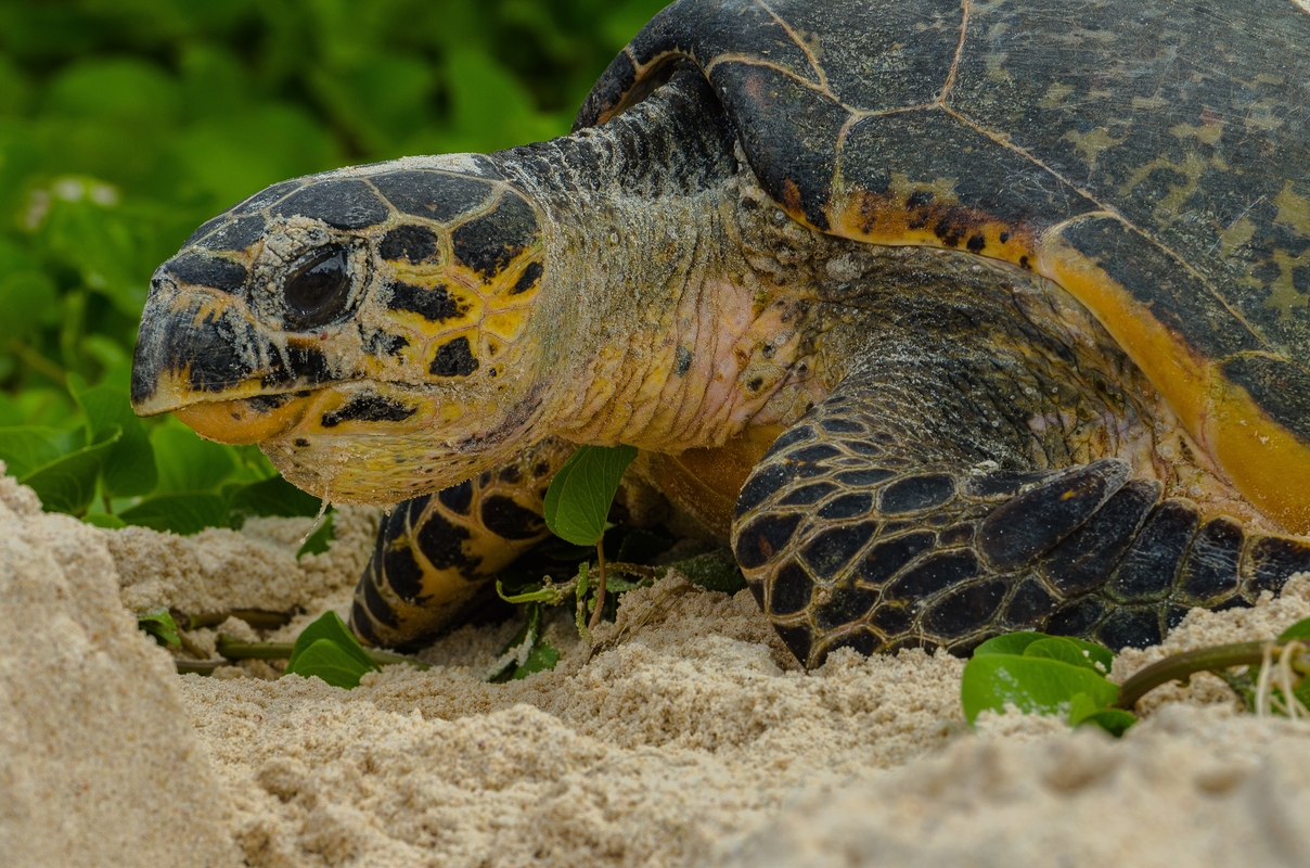 Seychelles - Turtle sea