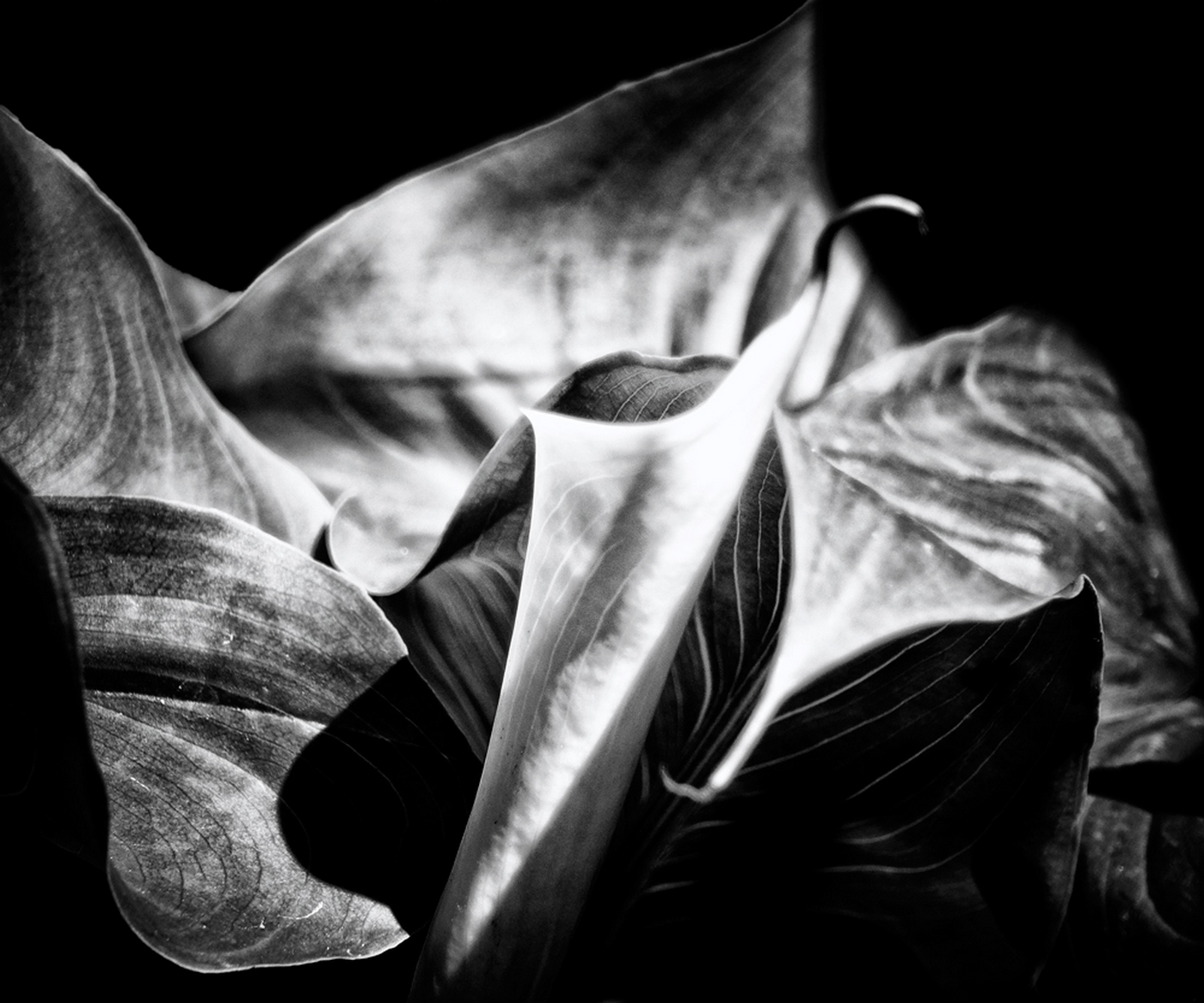 Calla_ B/W