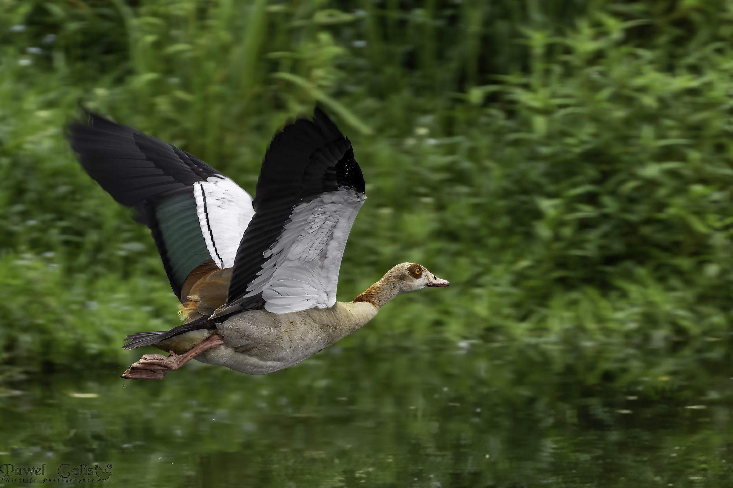 The Egyptian goose (Alopochen aegyptiaca)