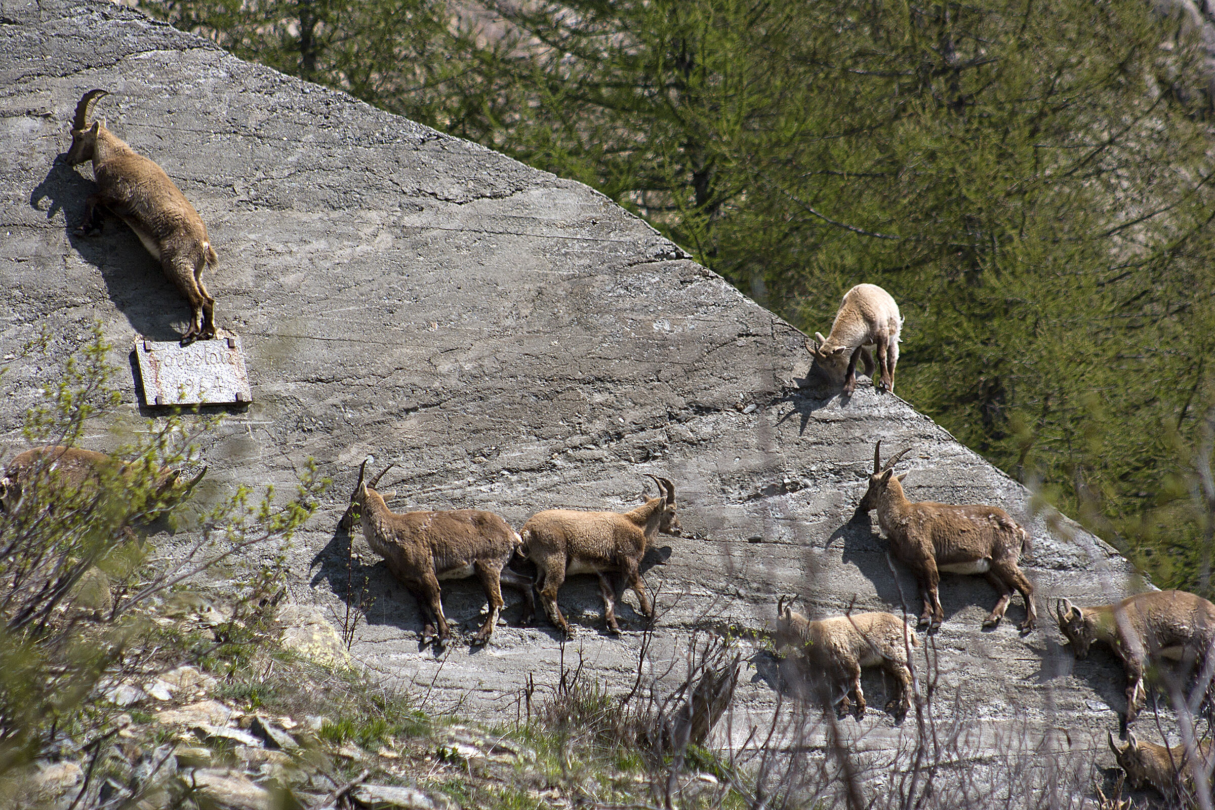 Ibex - Balancing for salt