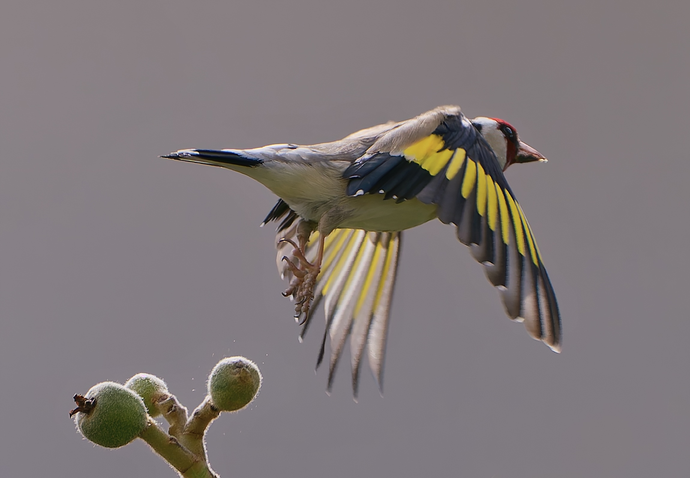 Il cardellino del nespolo