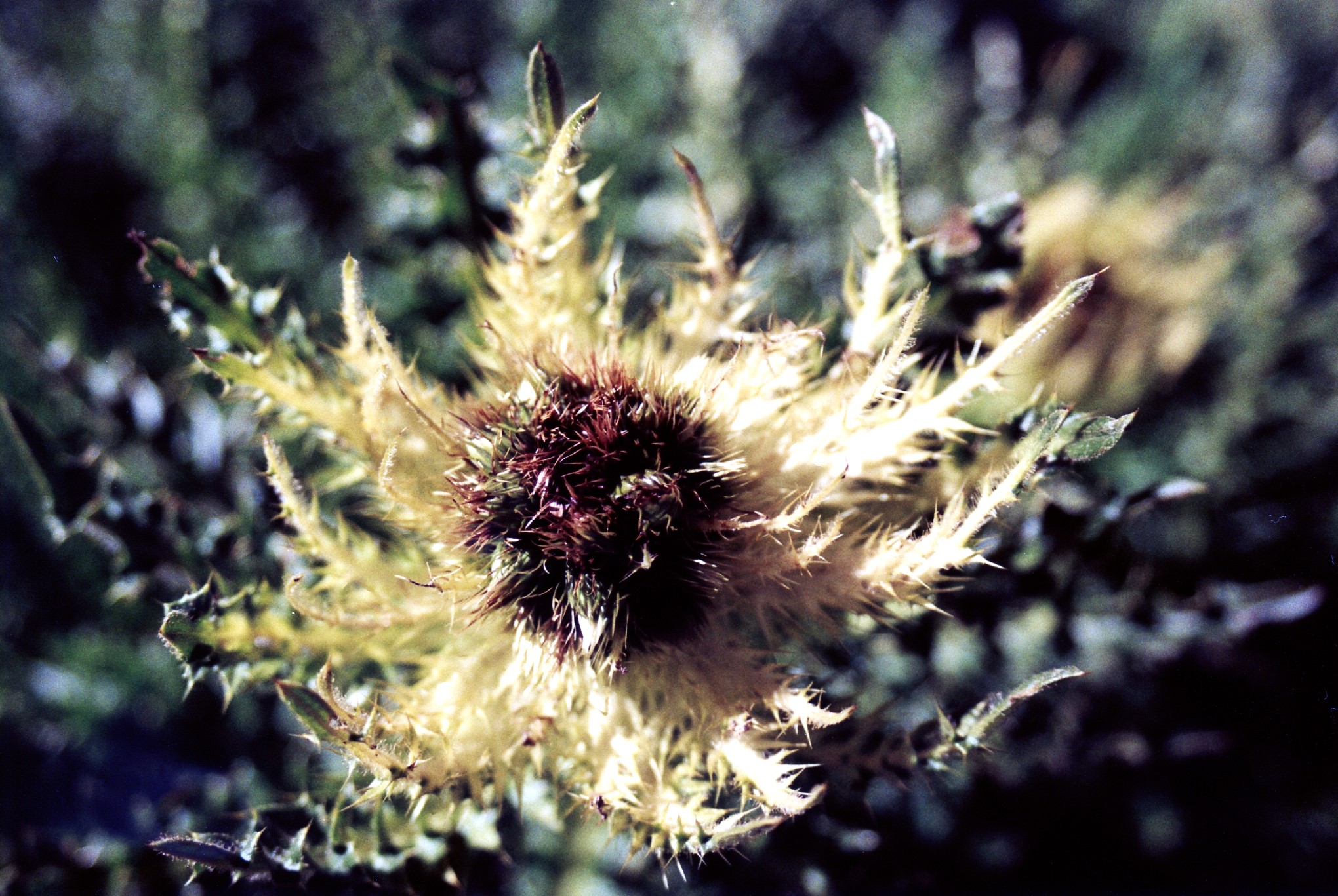 Alpine thistle