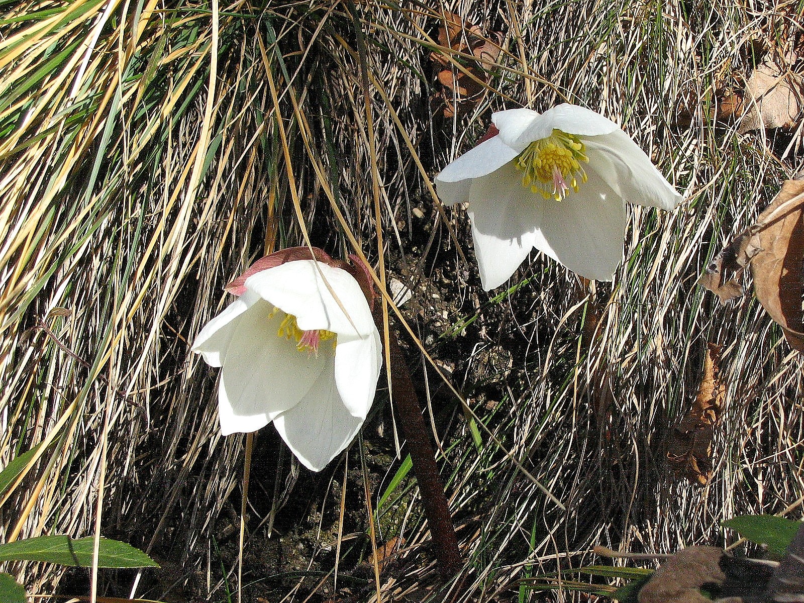 Snowdrop