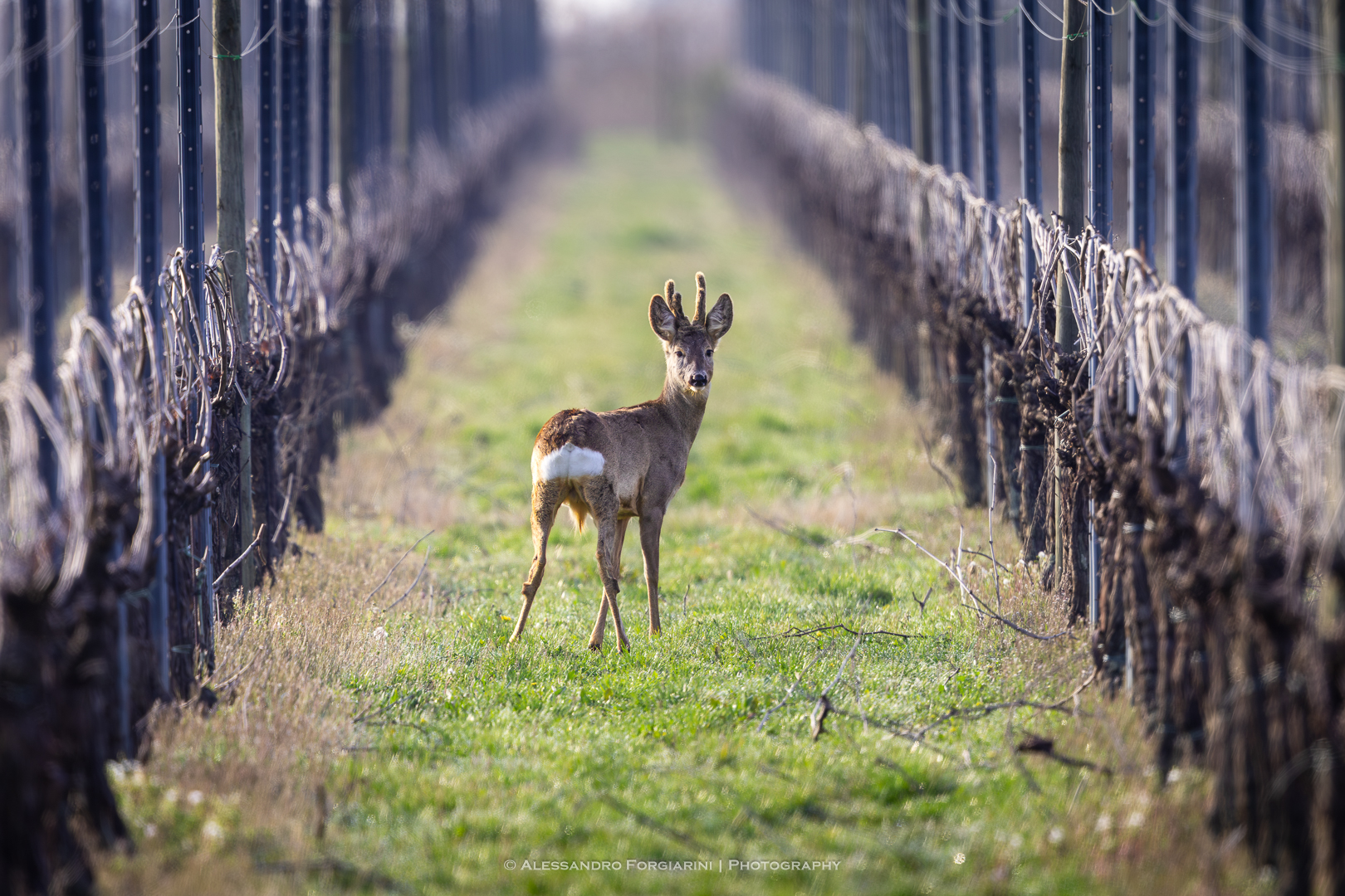 The vineyard