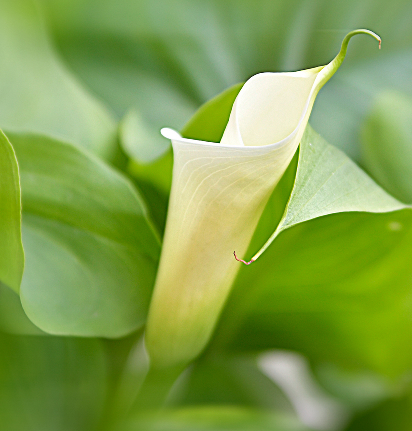 One more surprise...