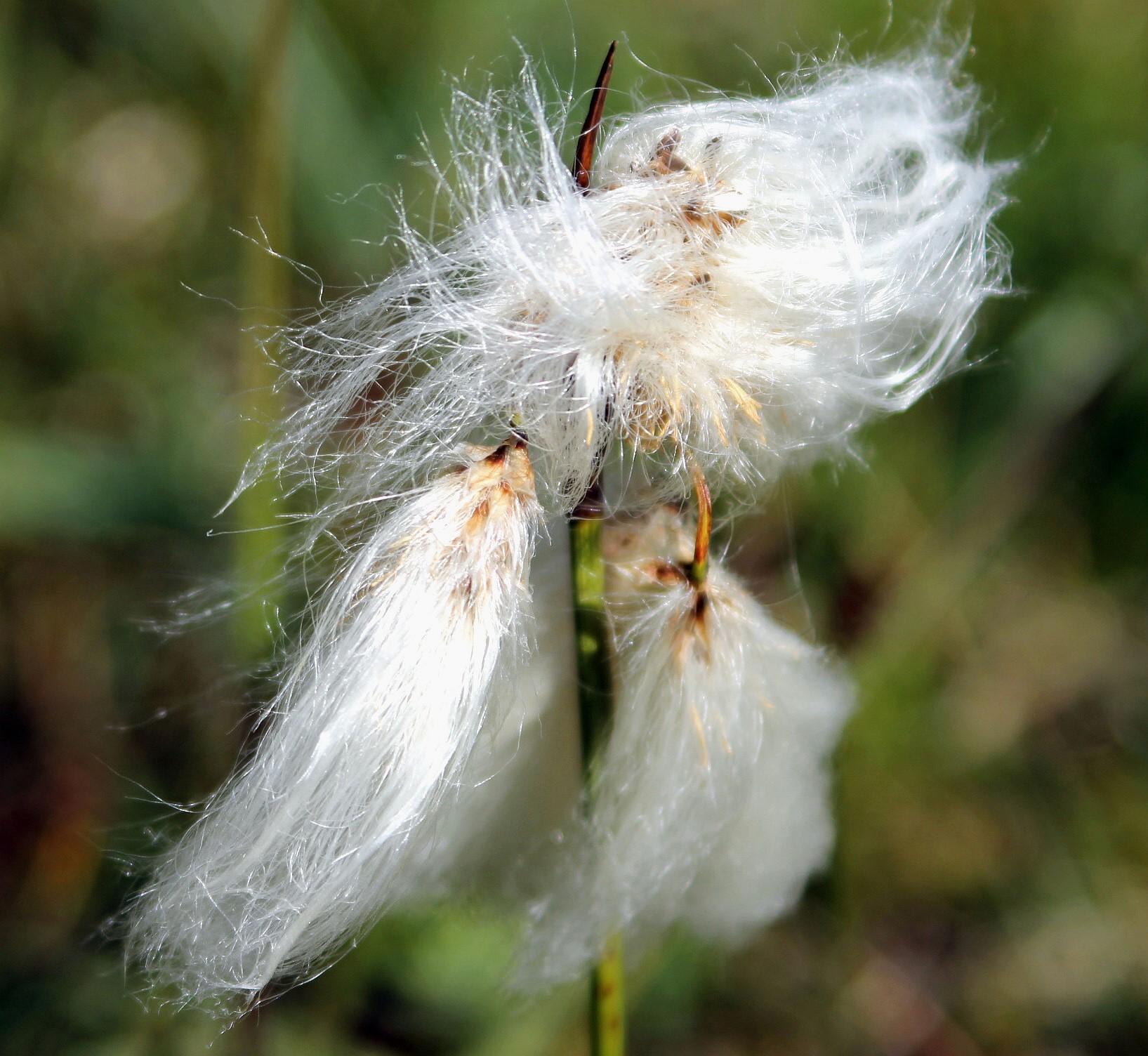 Tassel