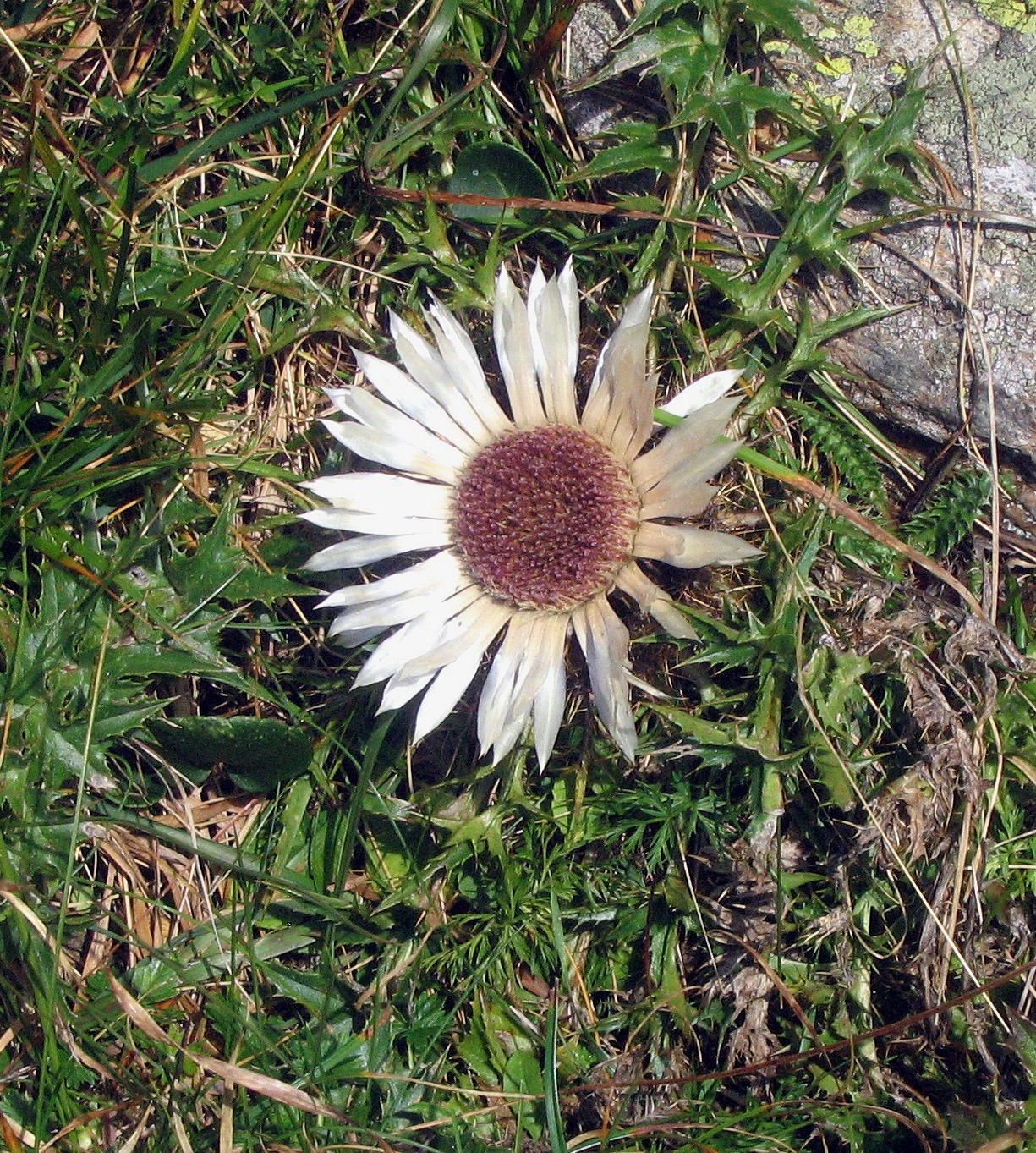 Thistle