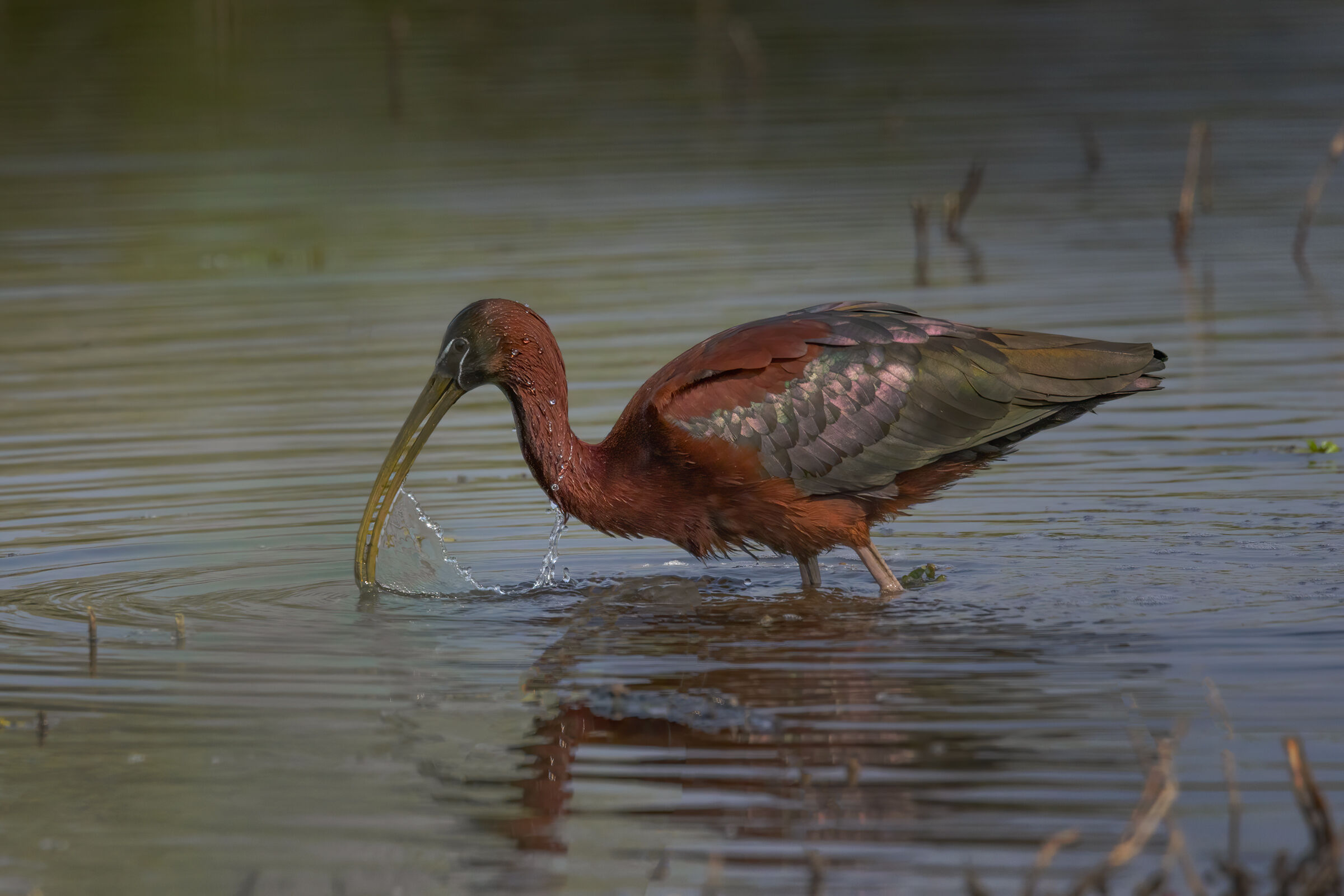 Glossy ibis