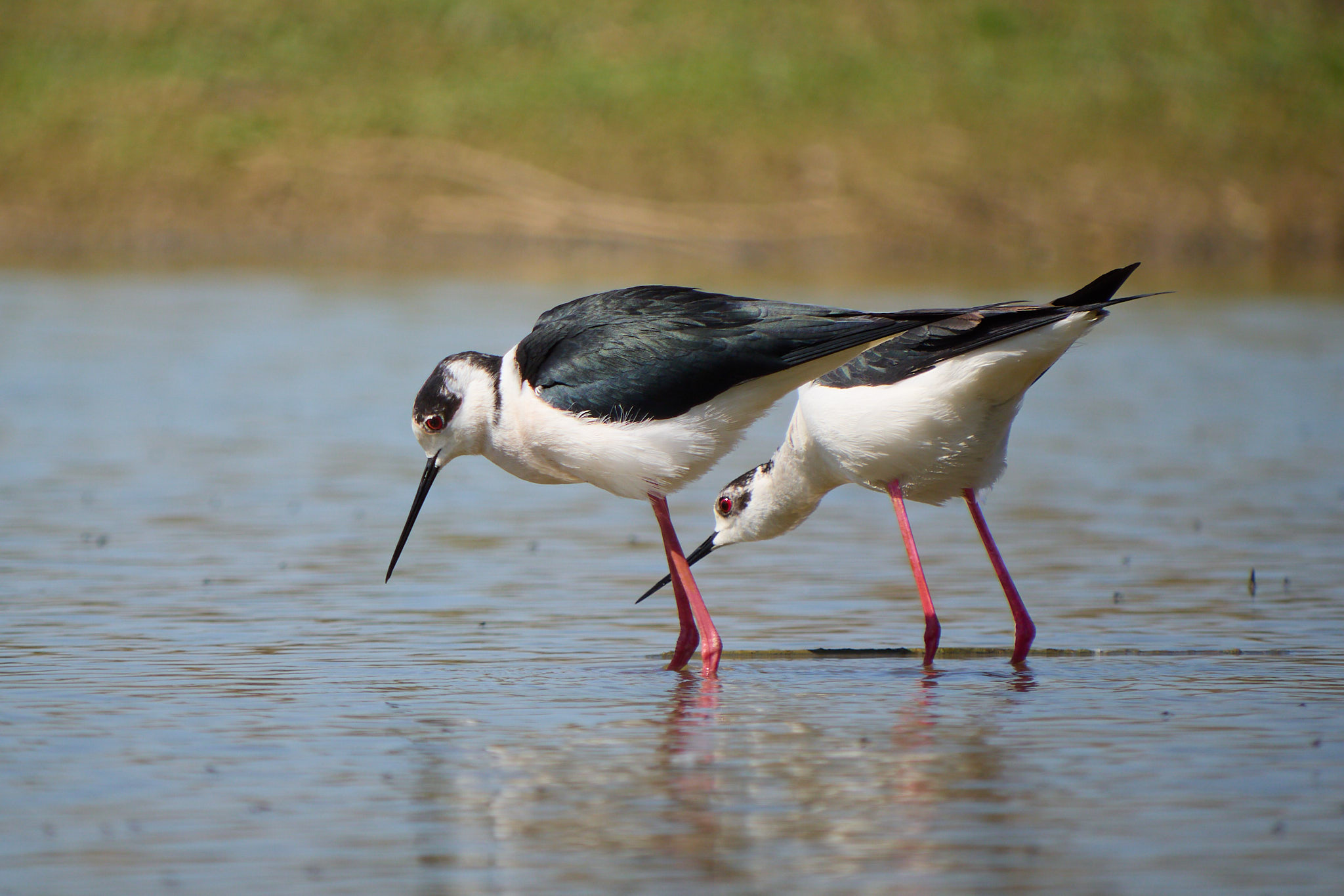 A moment before mating