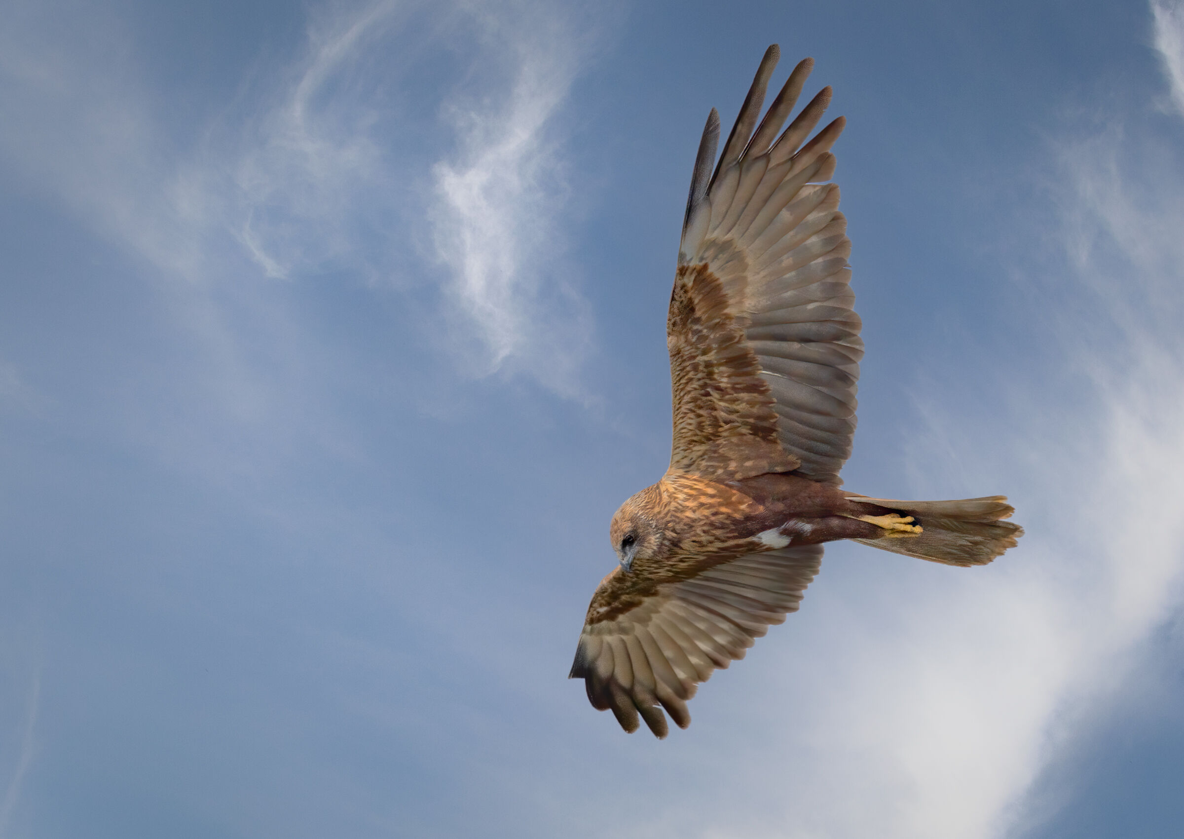 Marsh Harrier