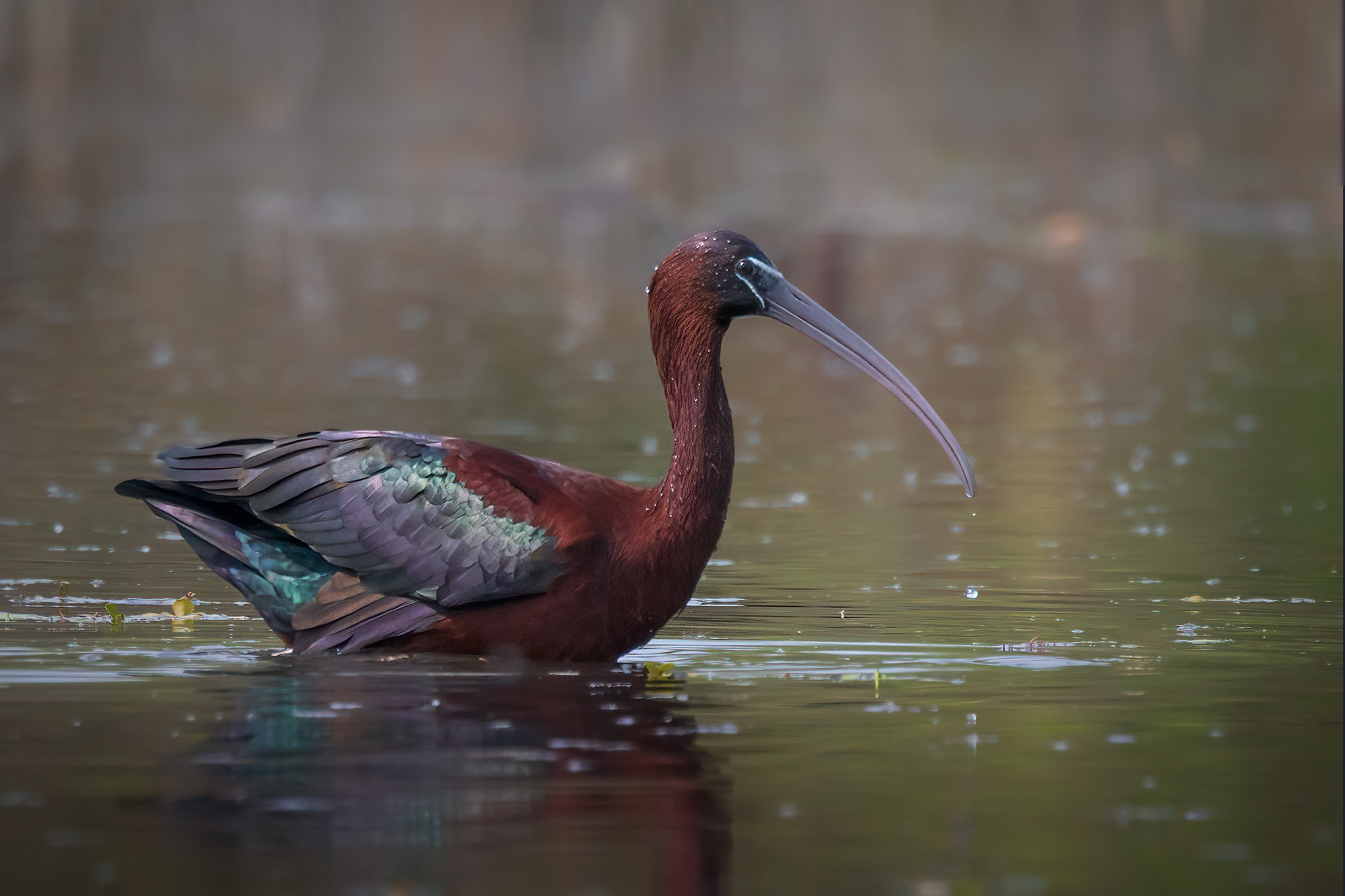 Glossy ibis