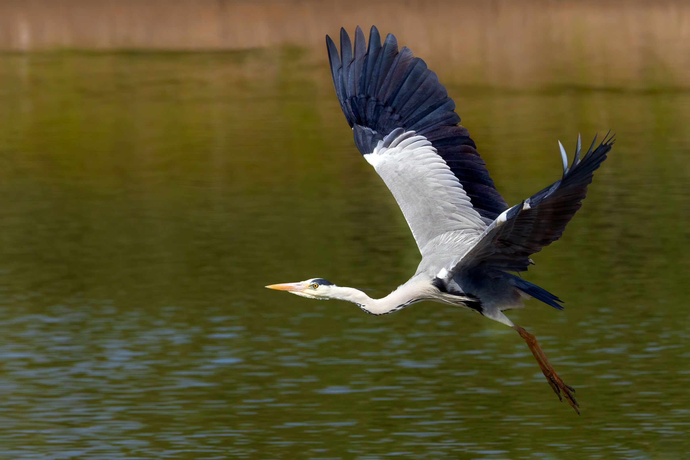 Grey heron