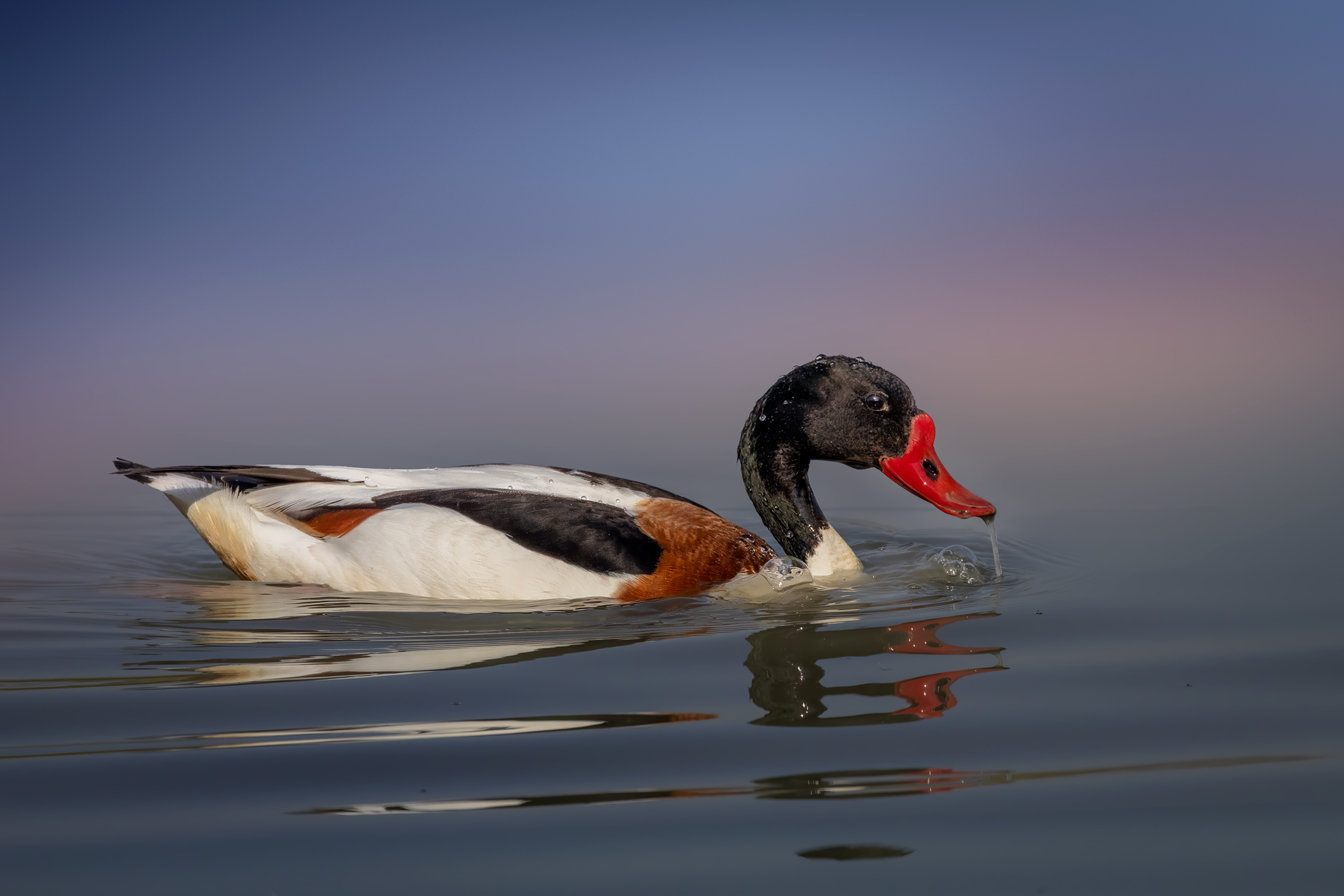 Common shelduck