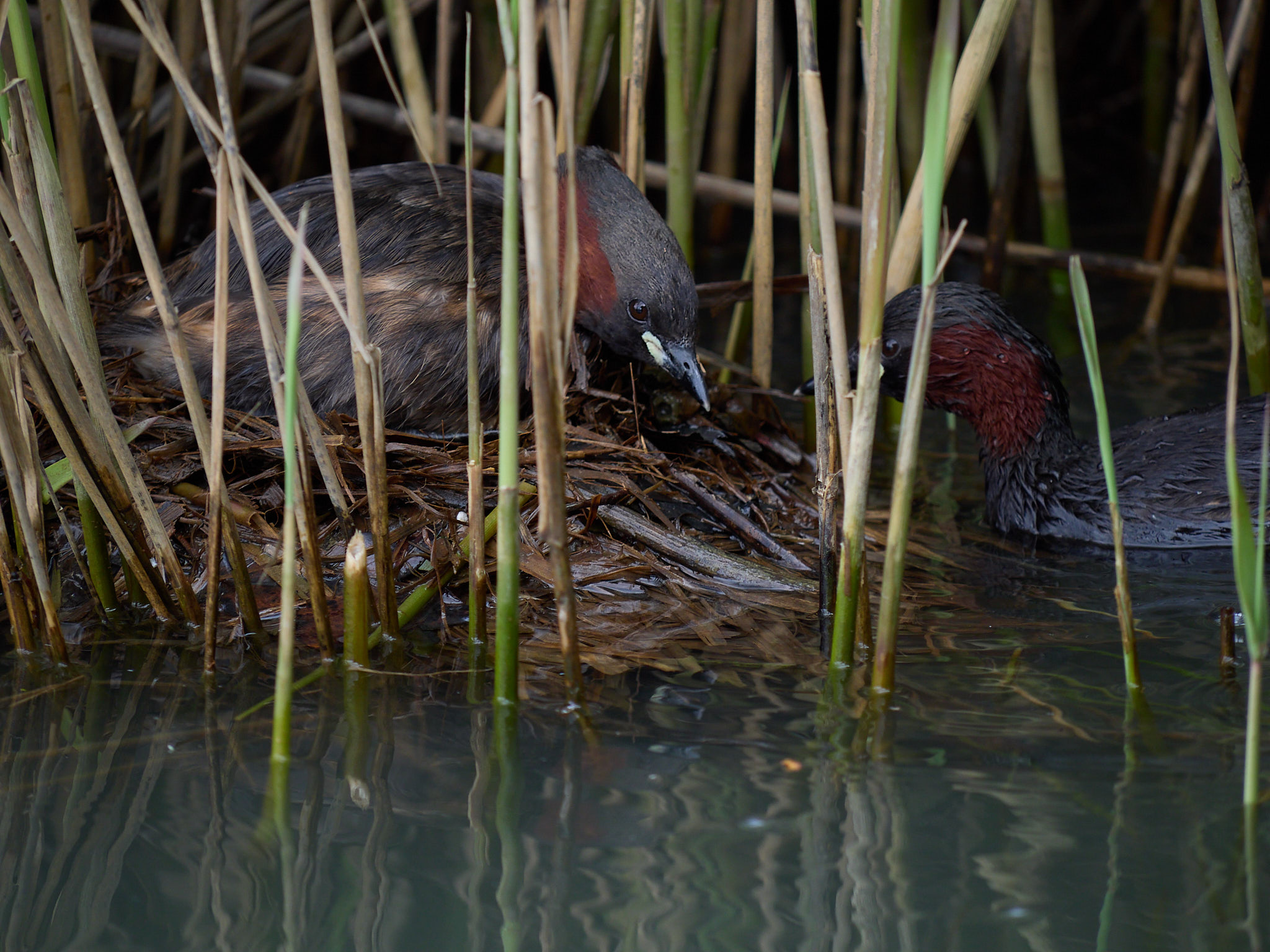 Hatching little grebes