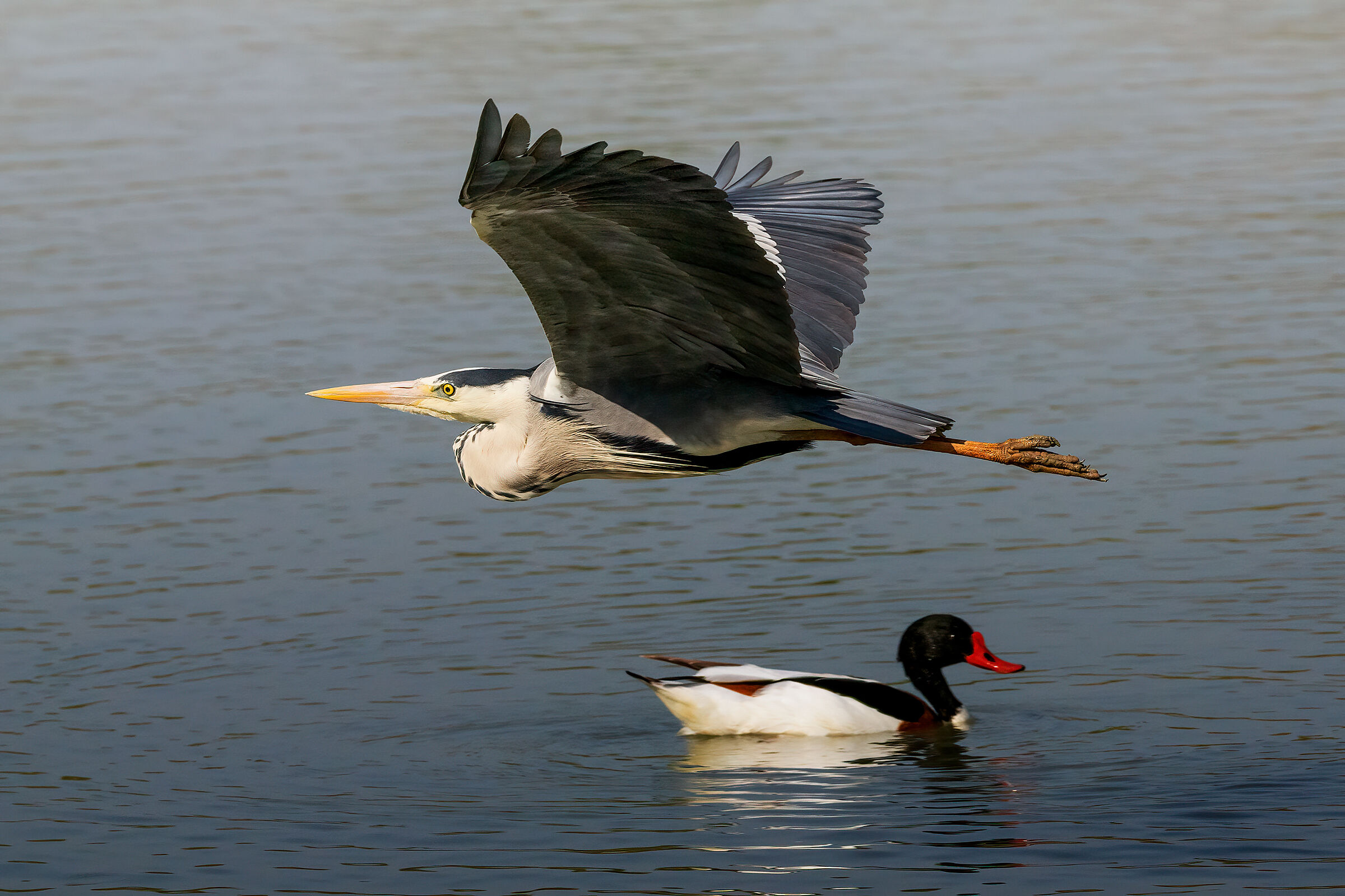 The grey flies over a Shelduck
