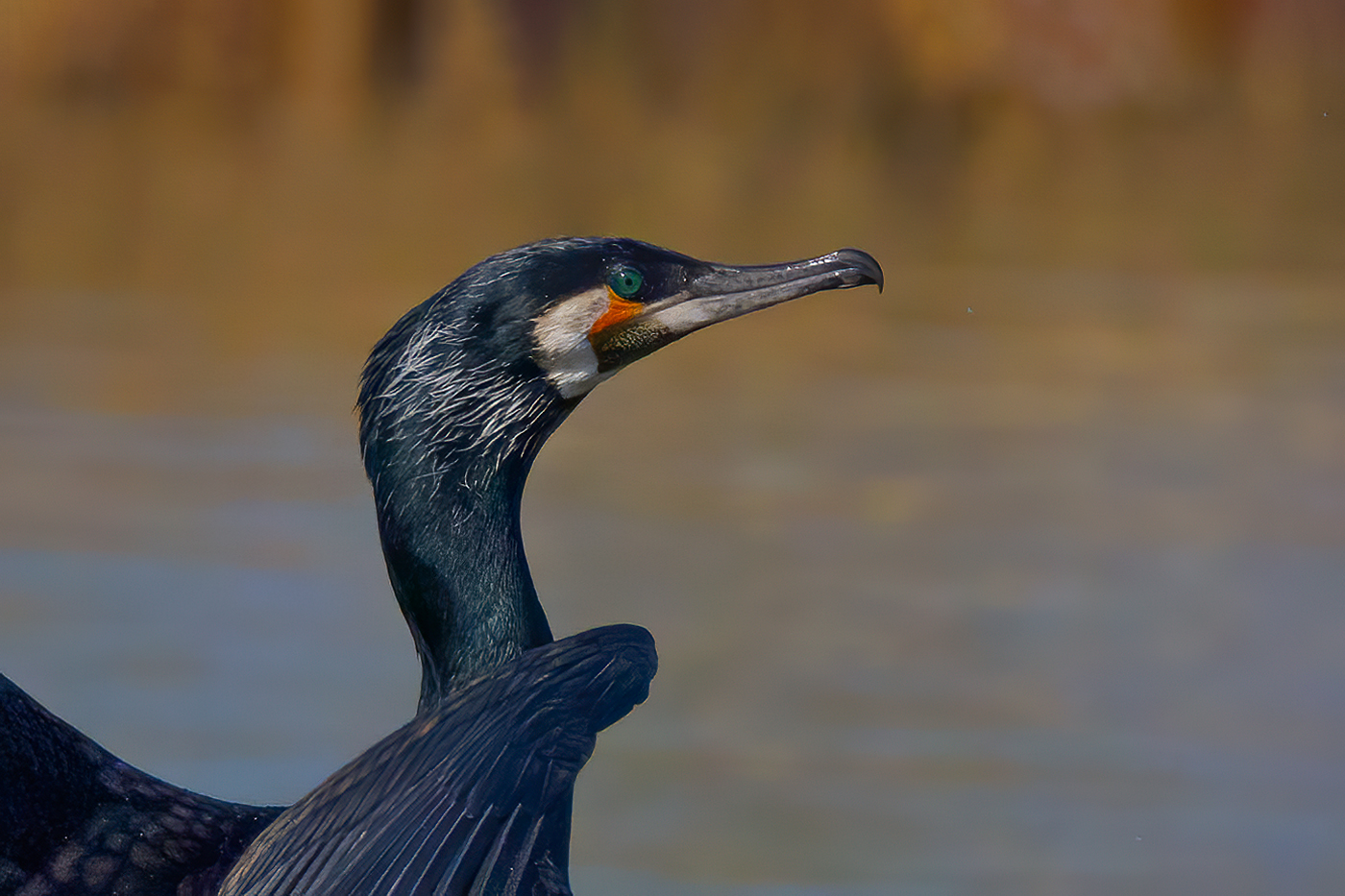 Portrait of Cormorant