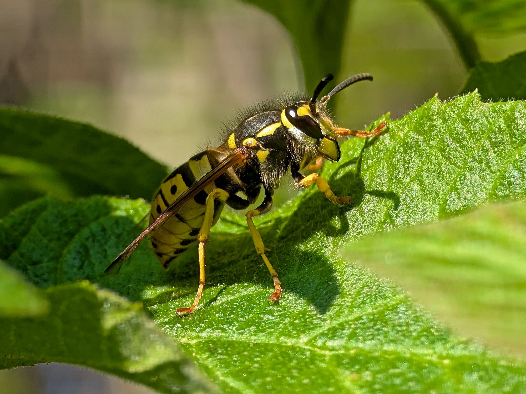 Vespa with Pixel 7 pro + Raynox