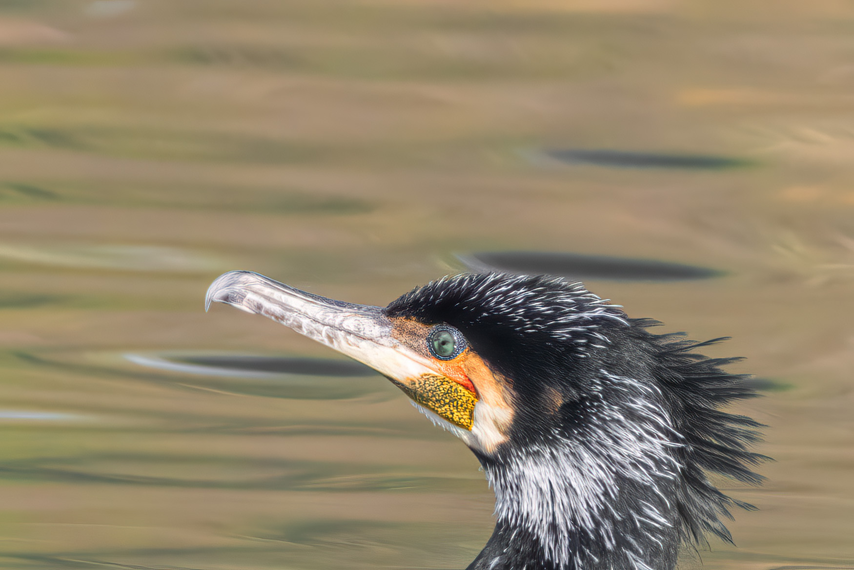 cormorant