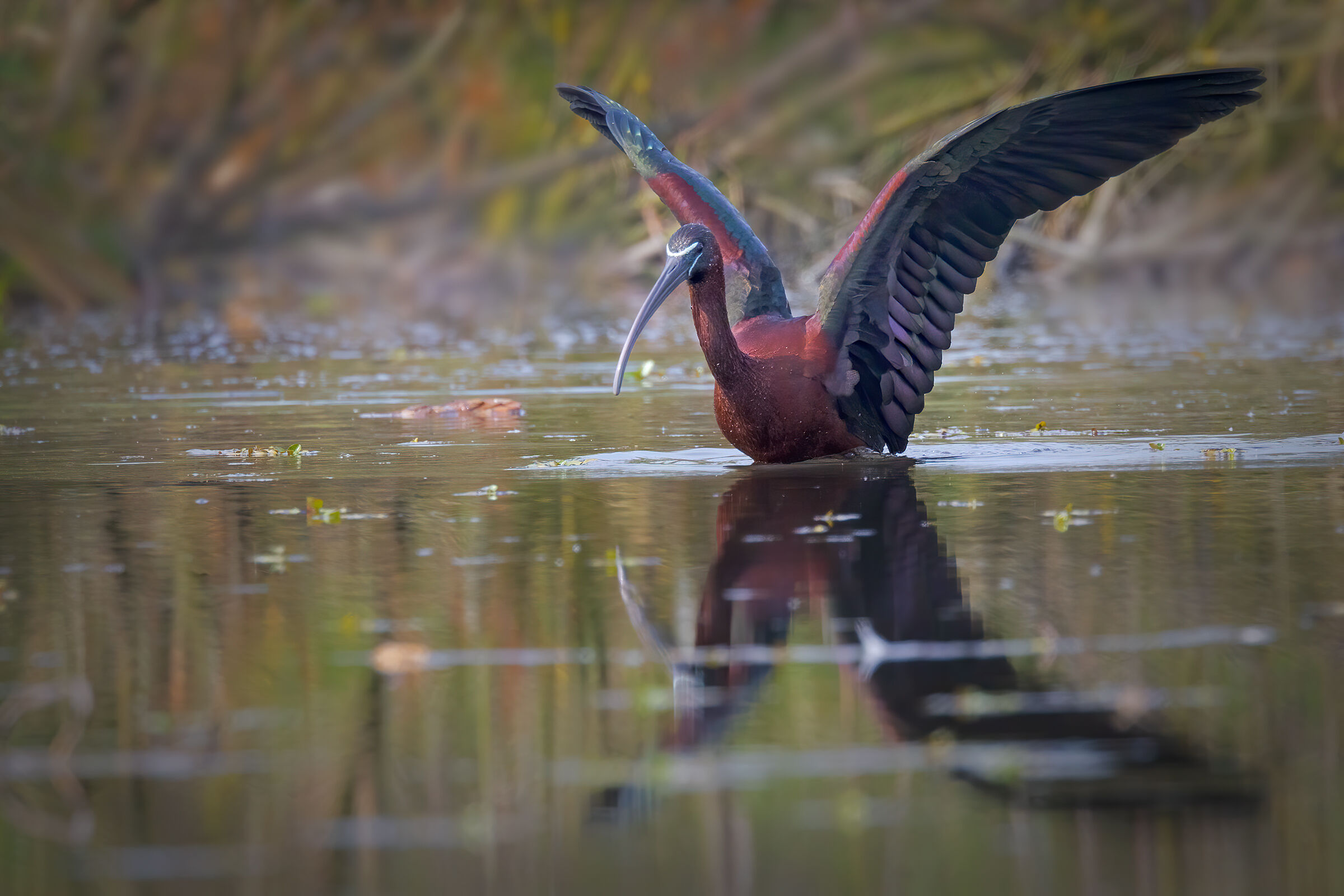 Glossy ibis
