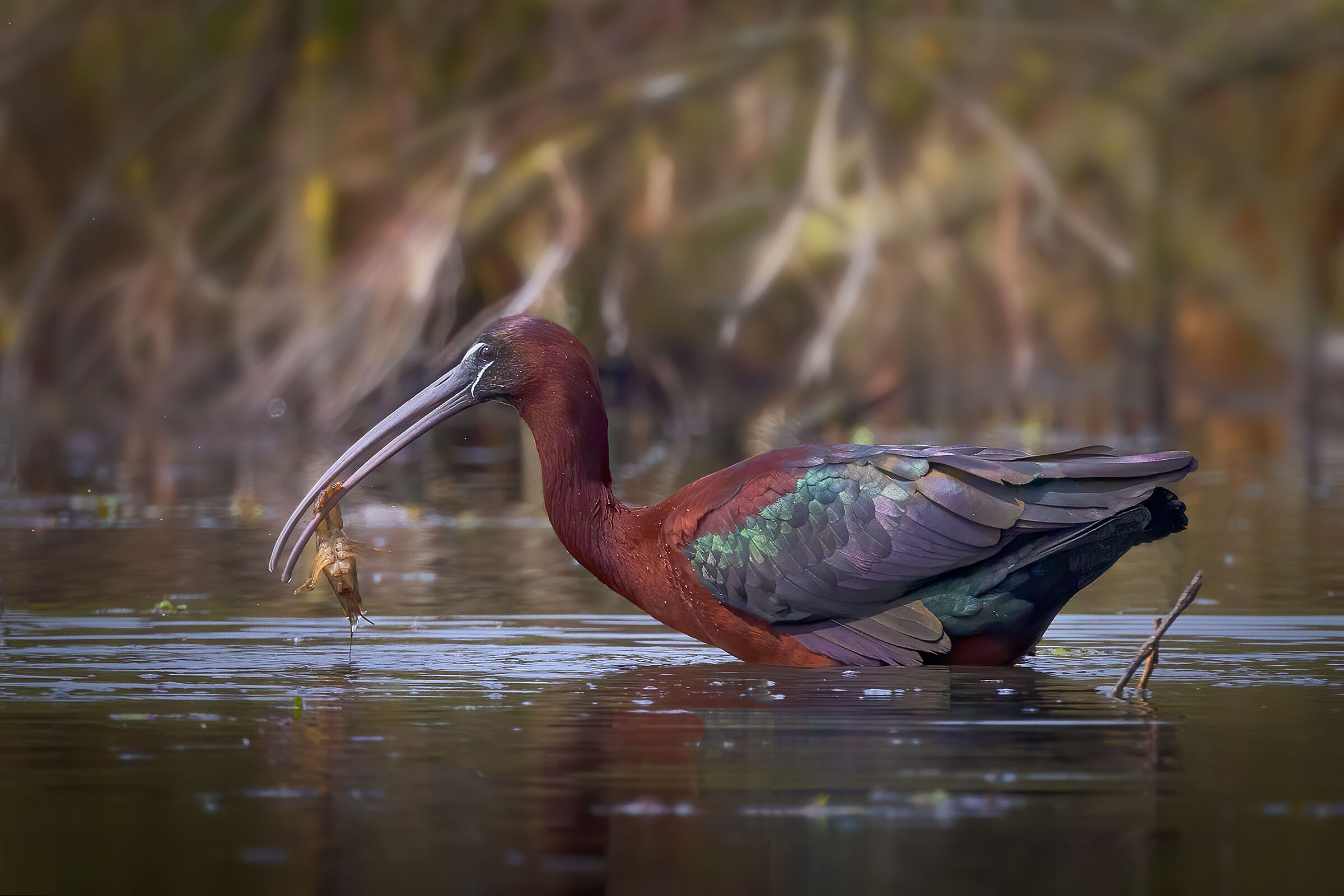 Glossy ibis with prey