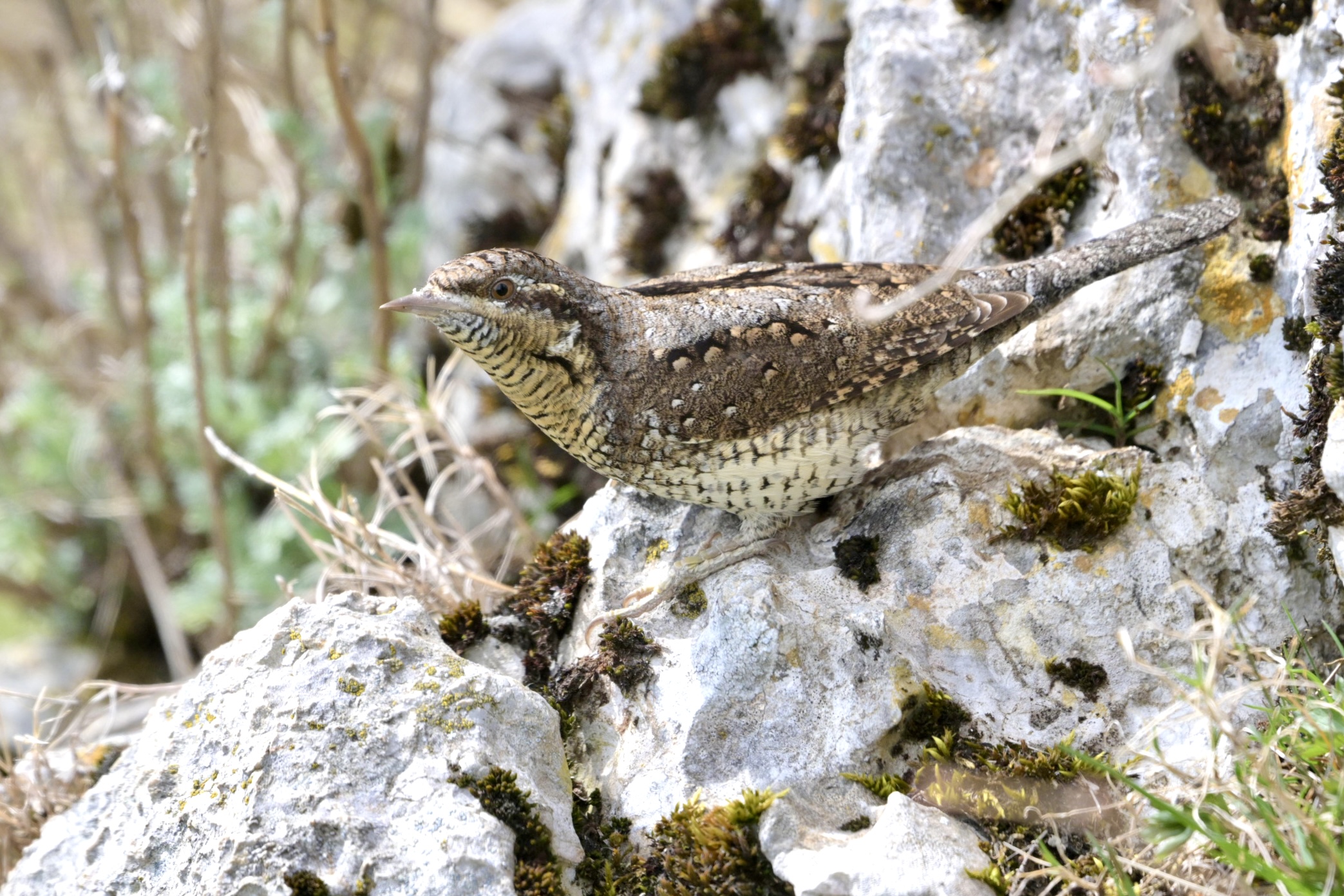 Wryneck