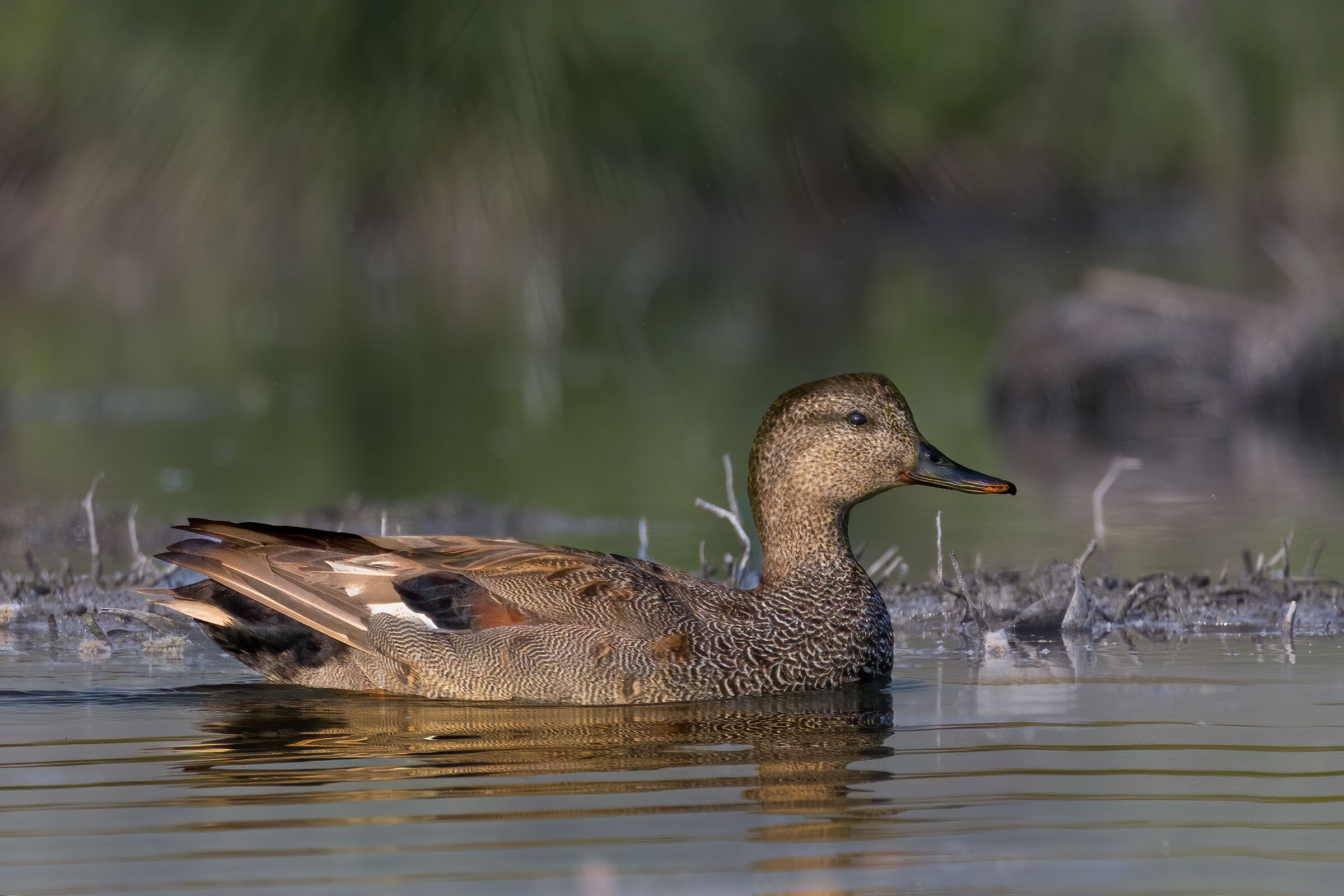 Gadwall