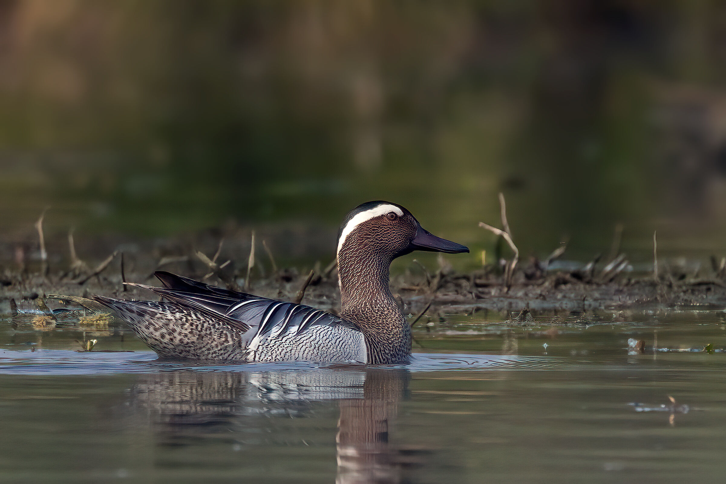 Garganey