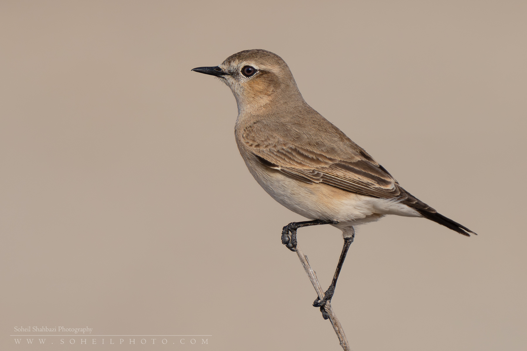 Isabelline wheatear