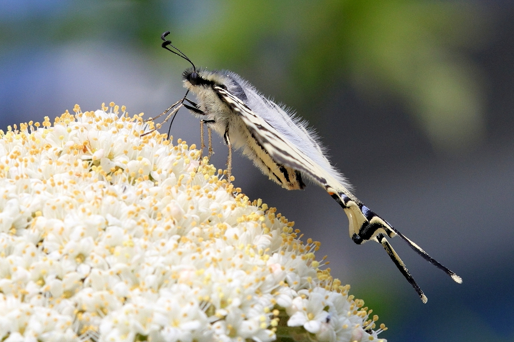 Iphiclides podalirius