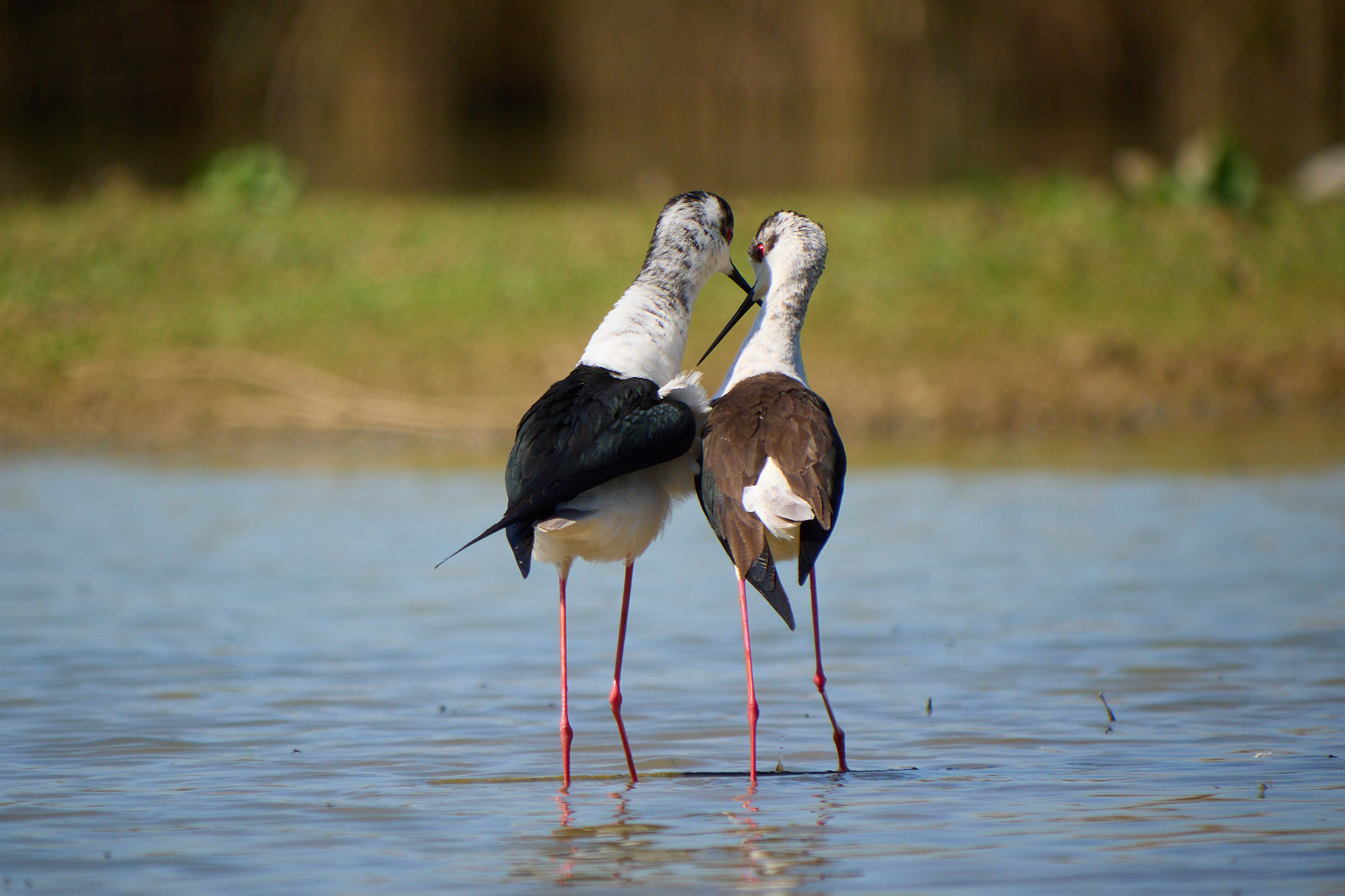 The tender couple