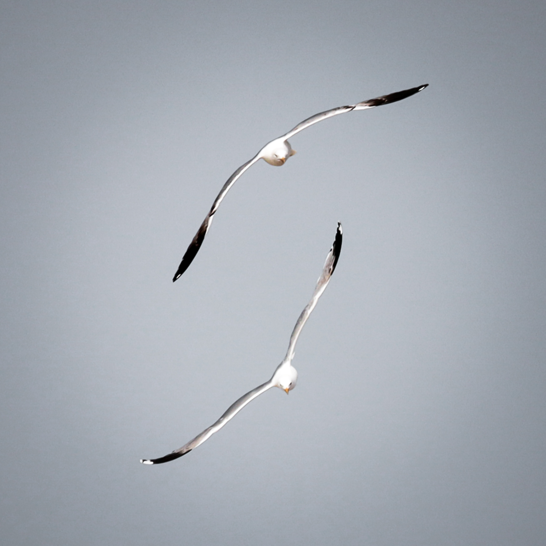 Gabbiani in volo veloce