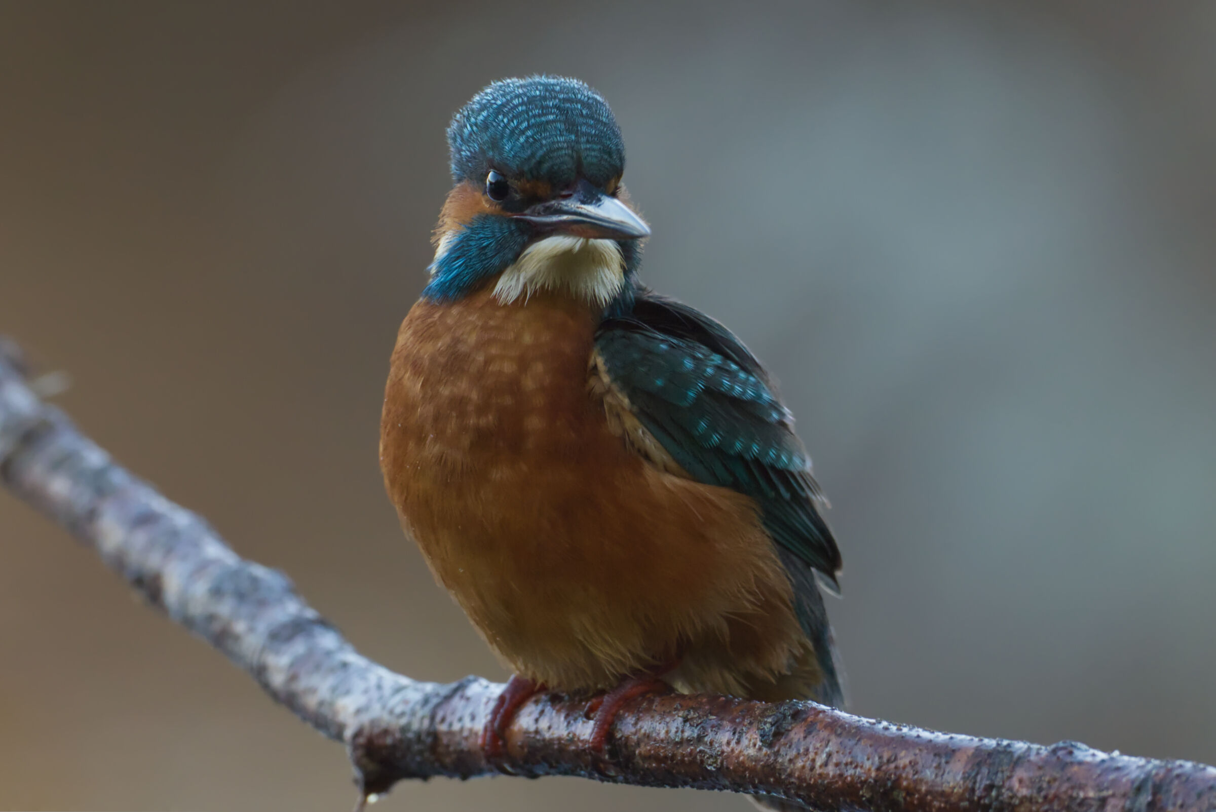 Kingfisher