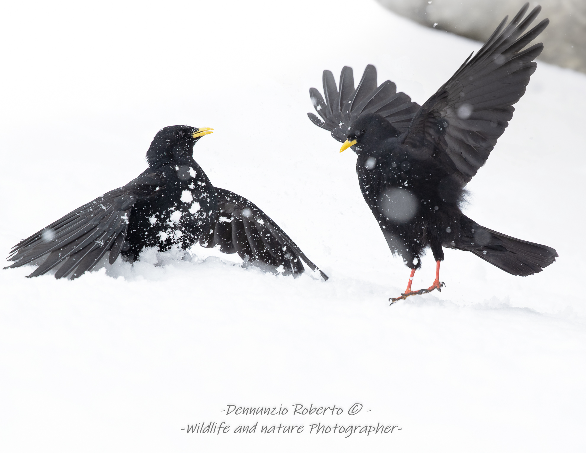 Discussions under a heavy snowfall