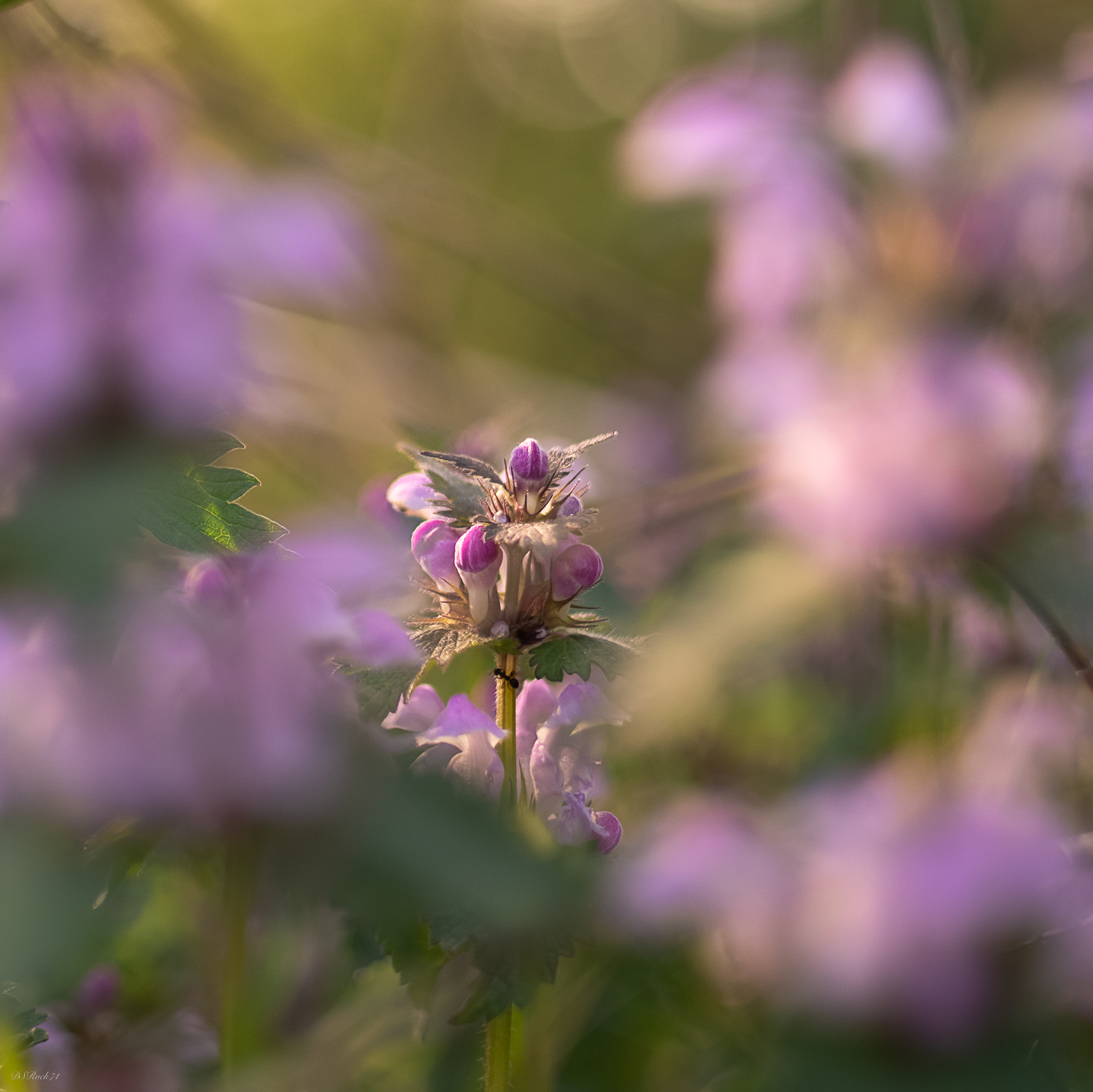 Confused visions of April