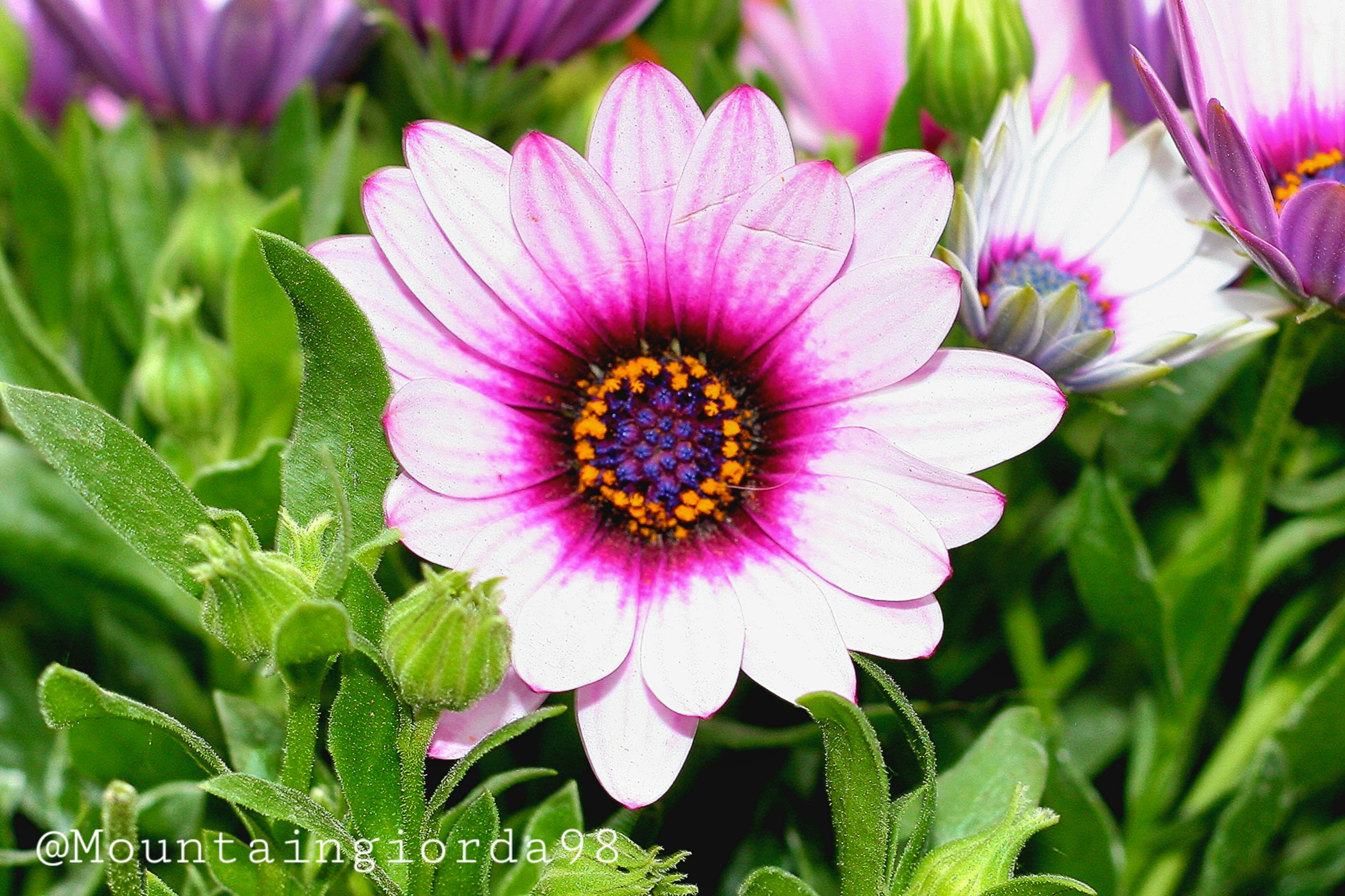 Margherita del Campo