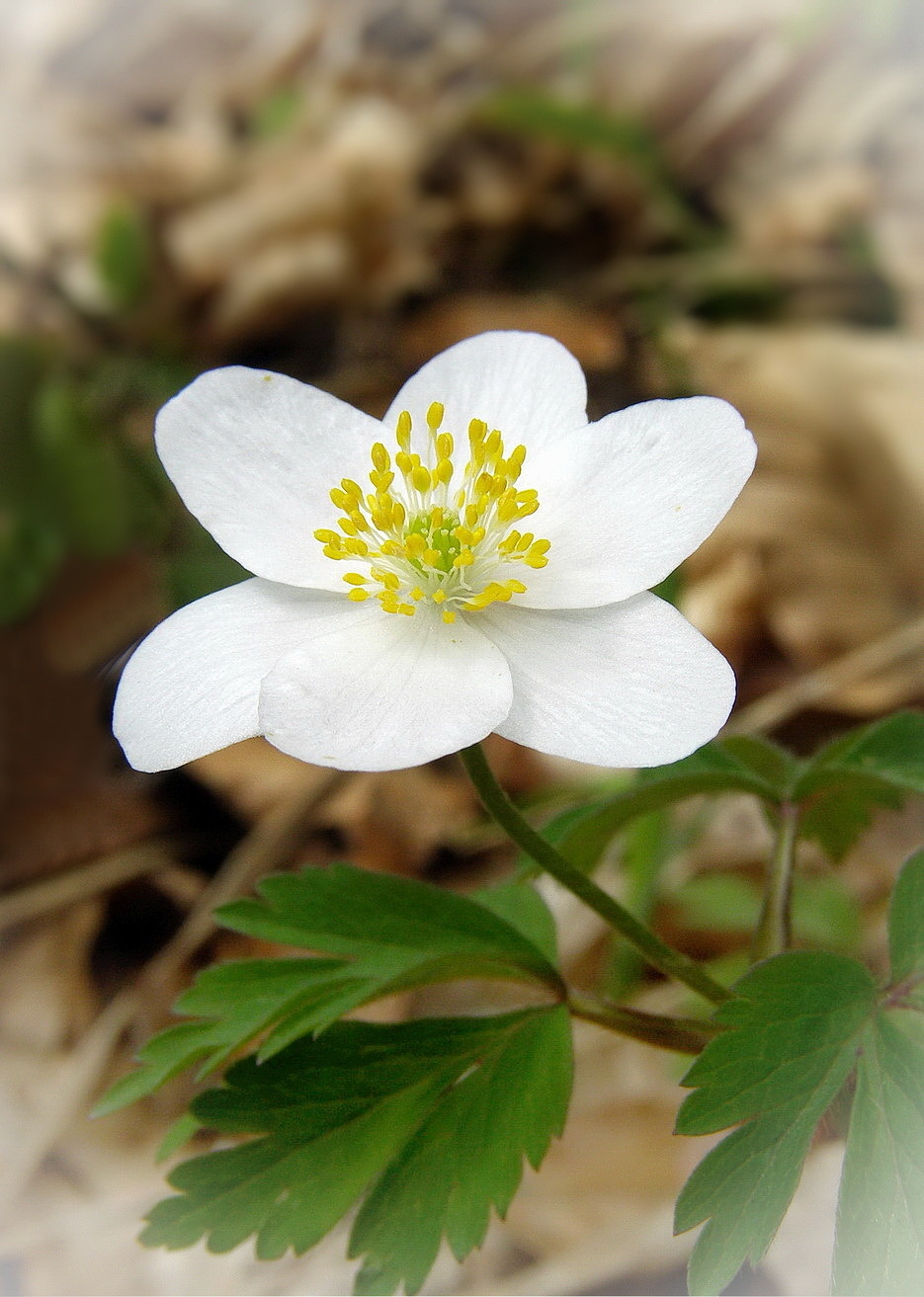 Anemone nemorosa